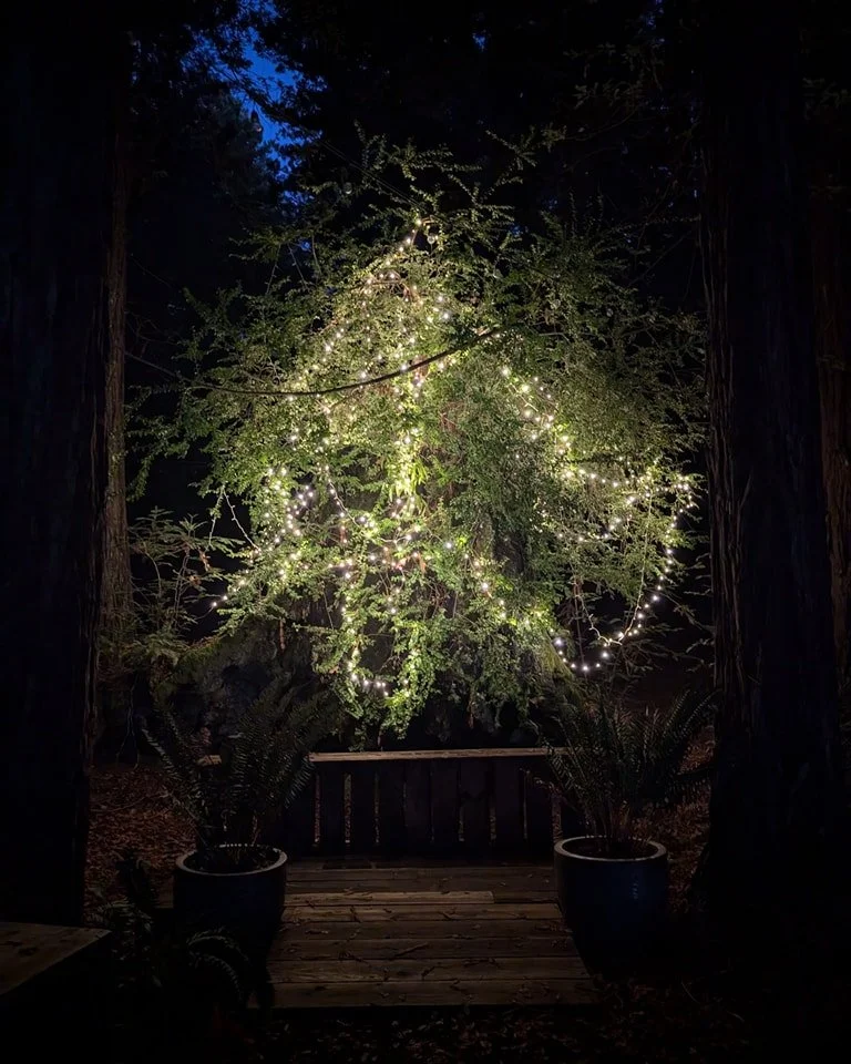 When the lights come on at your favorite Huckleberry bush at 6:30 in the morning. Sometimes things just look cool! 
 #eventspace #sonomacounty #tranquilityevents #occidental