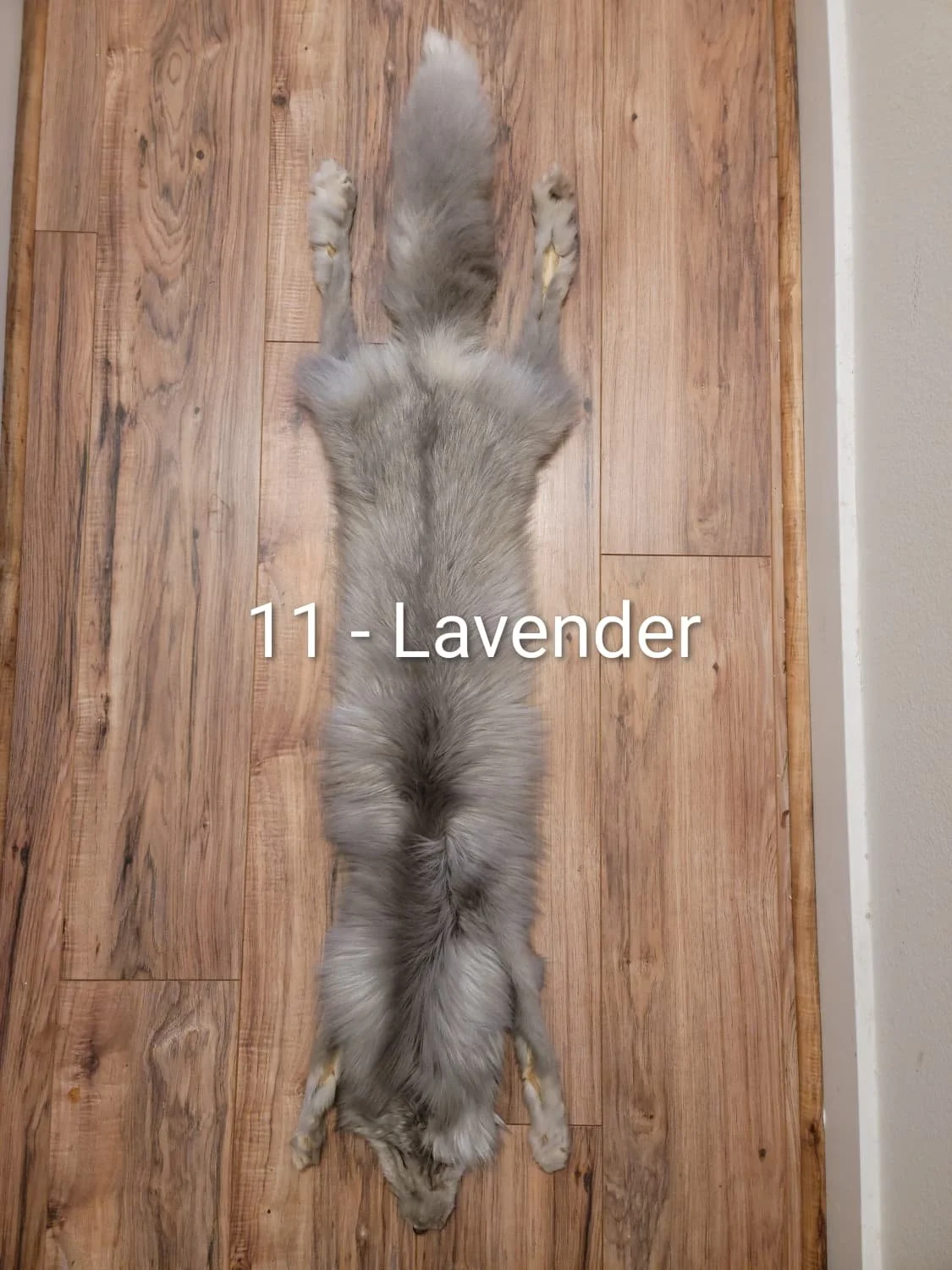 lavender1.11.jpeg