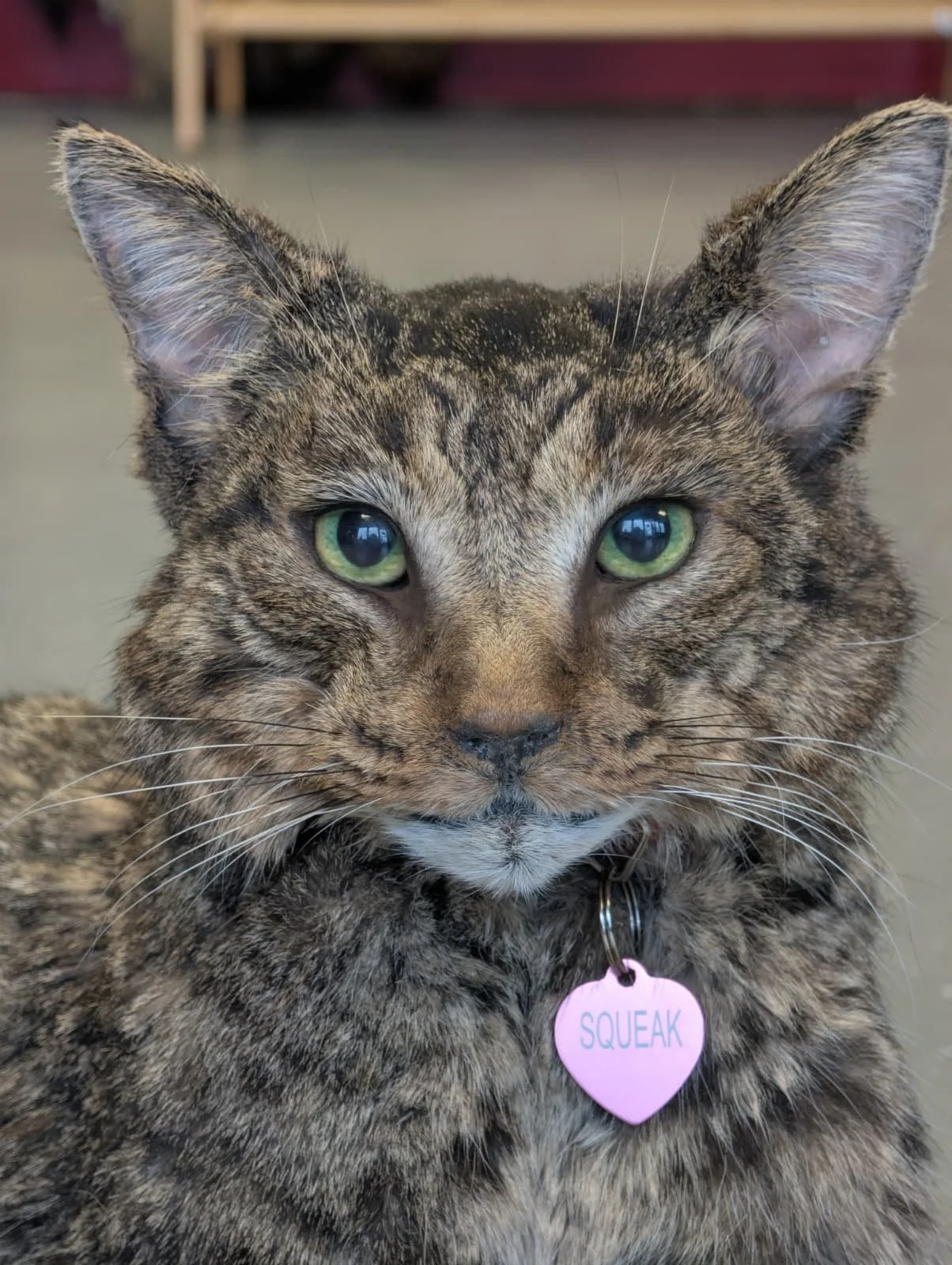 squeak1.jpeg