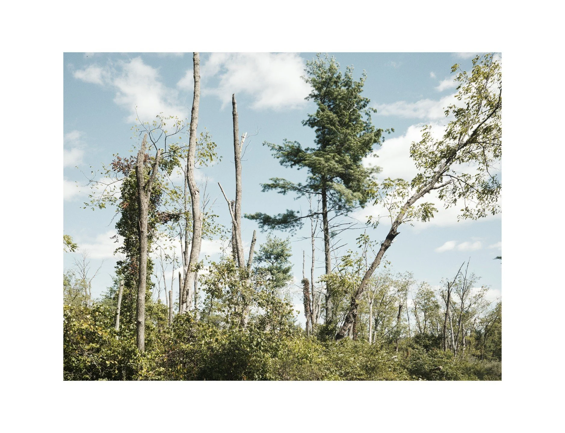 A large section of ash trees destroyed in part by the Emerald Ash Borer. With the canopy gone, the ground habitat has completely overgrown.