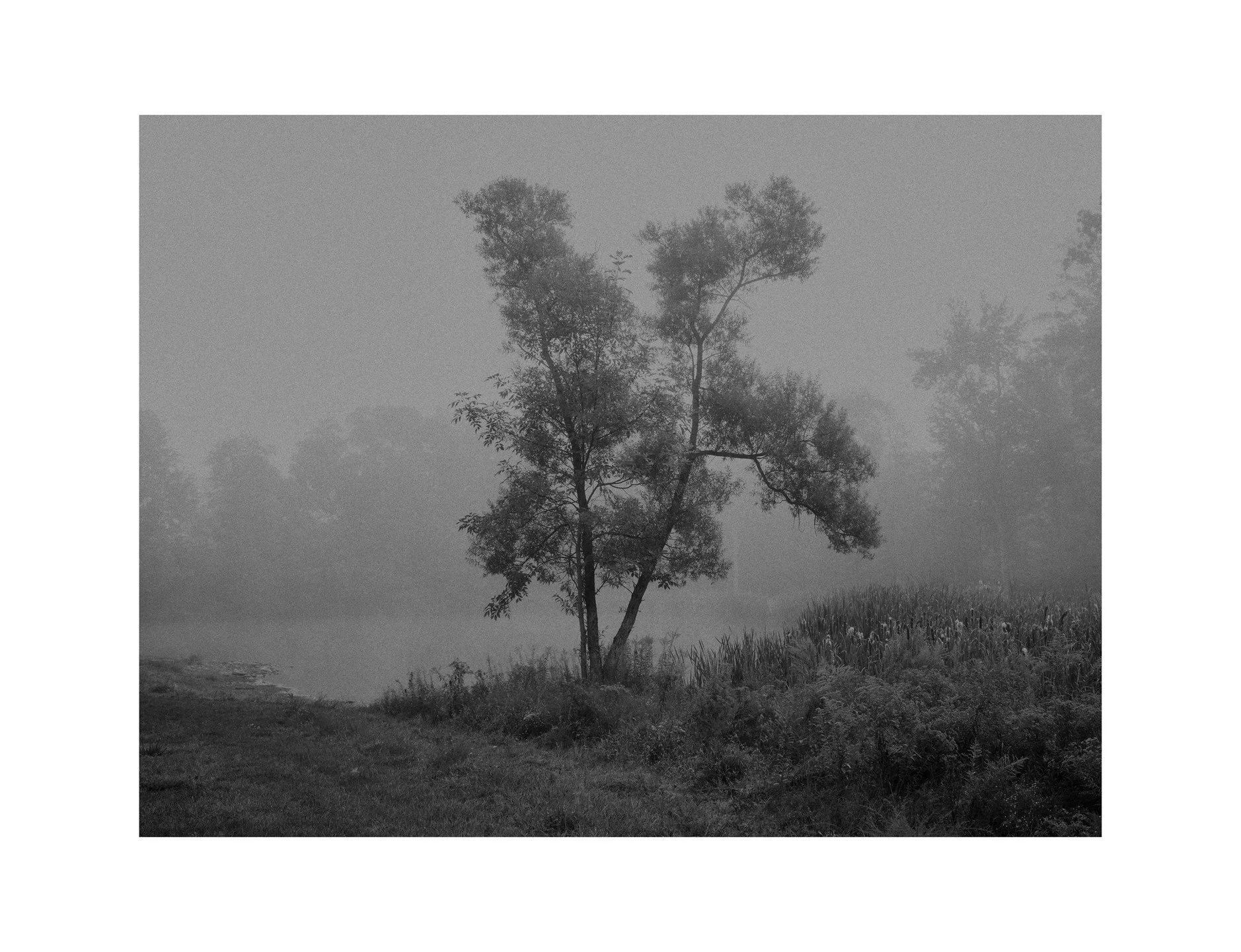 morning fog, walking a dog who has his own agenda