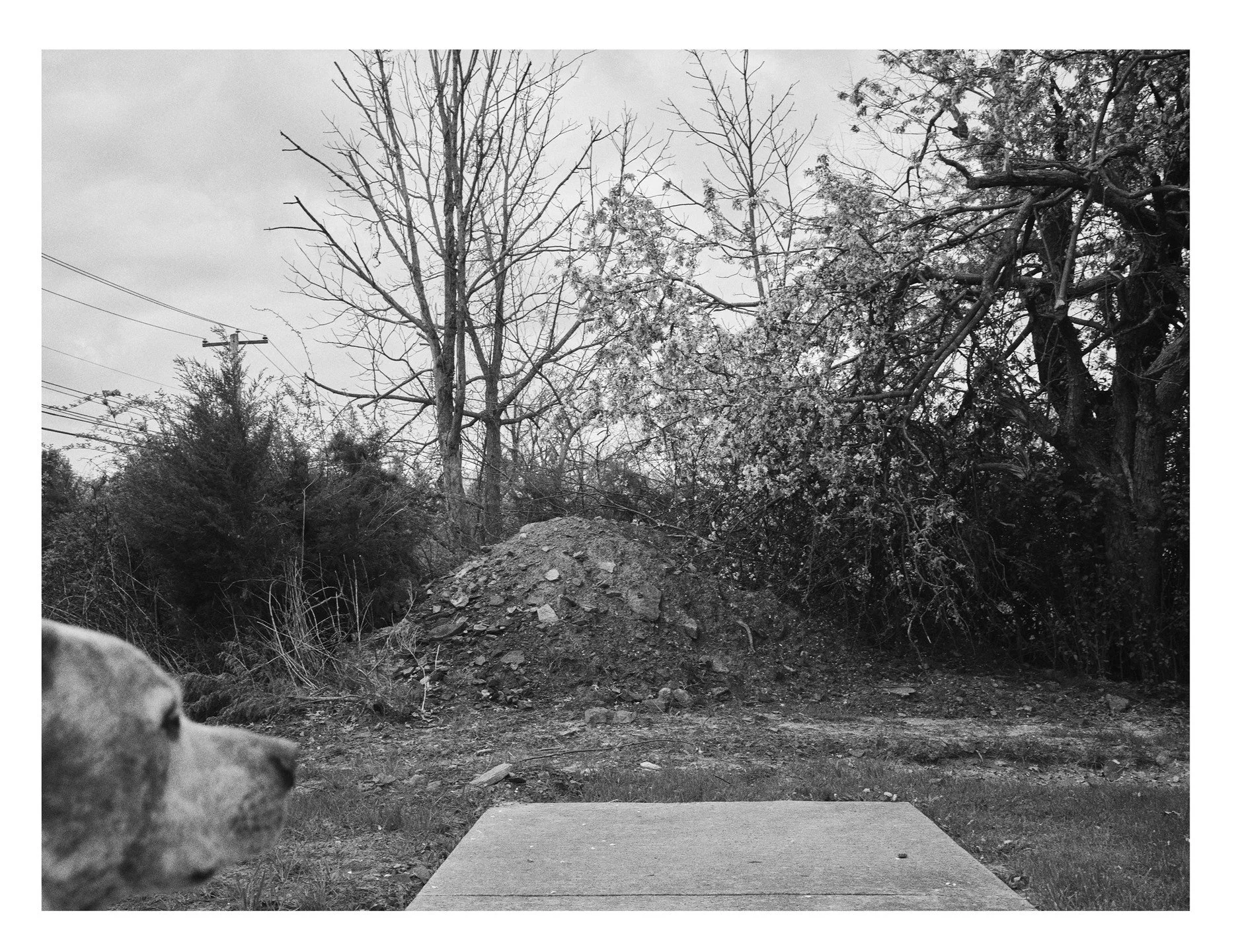 Part of an on-going series Im working on called &quot;Goddamnit Hank&quot;. Hank knows what photography is and he knows my talents have real limits. He knows that a photograph has to have a point of interest and he knows I haven't found it, so he doe