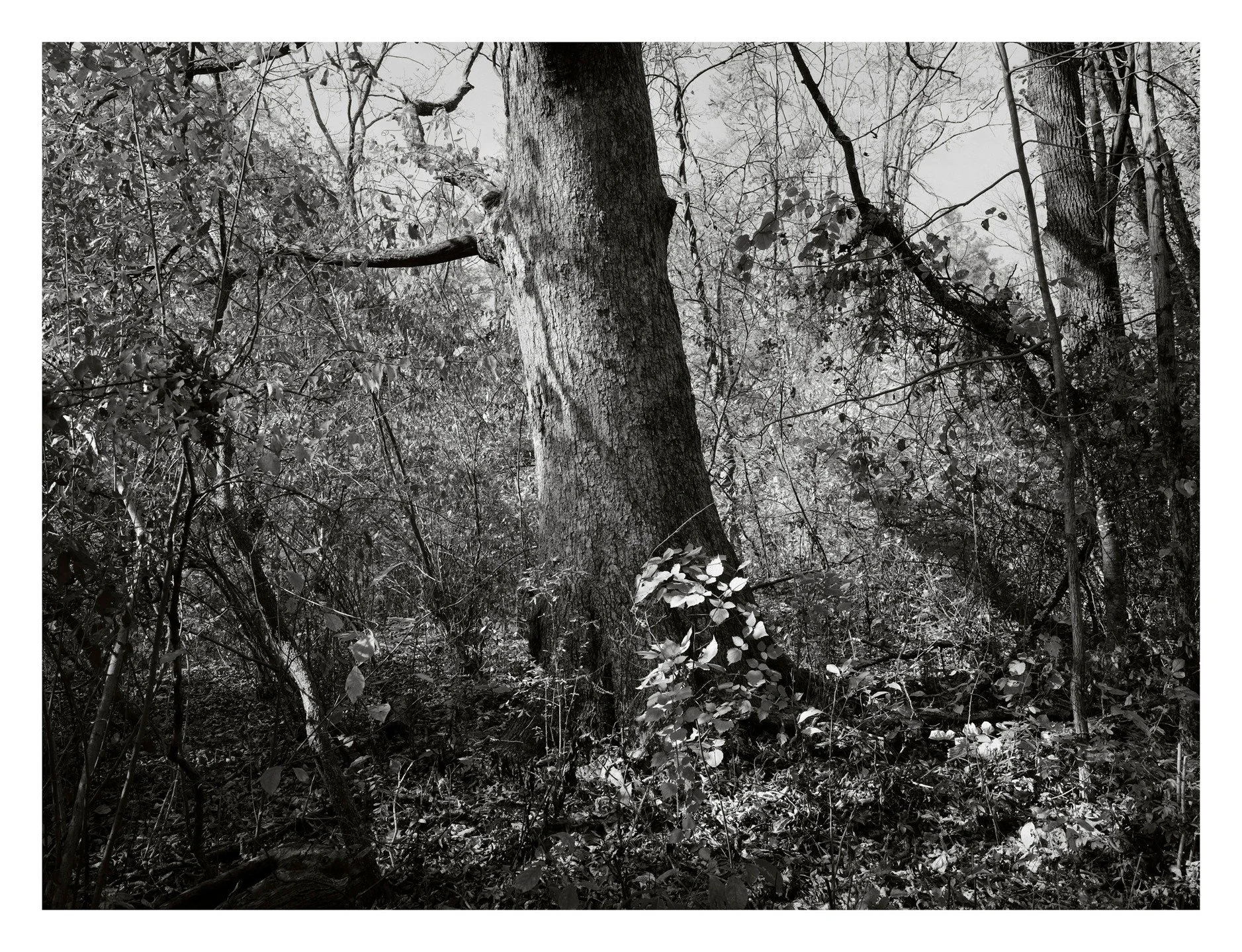 Wasn't joking about it being all black and white trees from now on. Hopefully theres a huge market for these I don't know about as my retouching portfolio ages into irrelevance. Good luck to me.