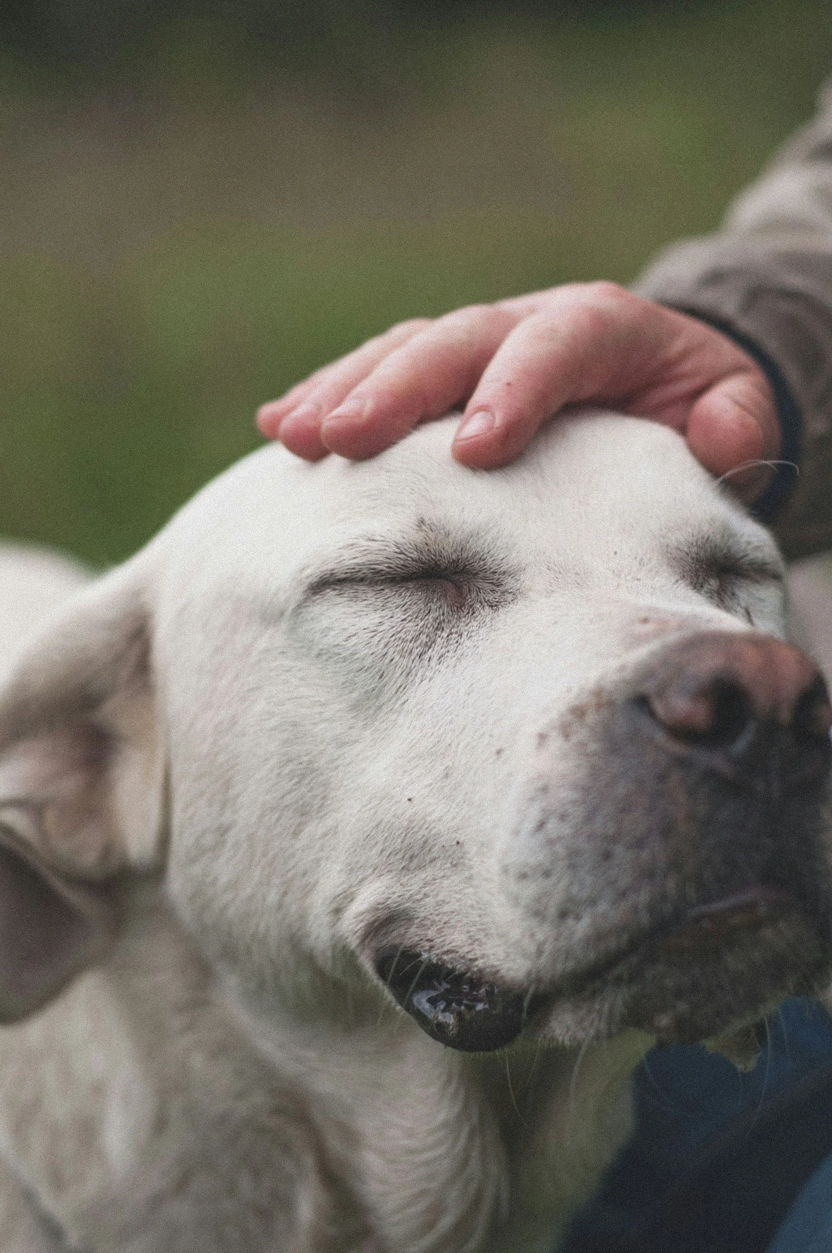 Dog receiving reiki