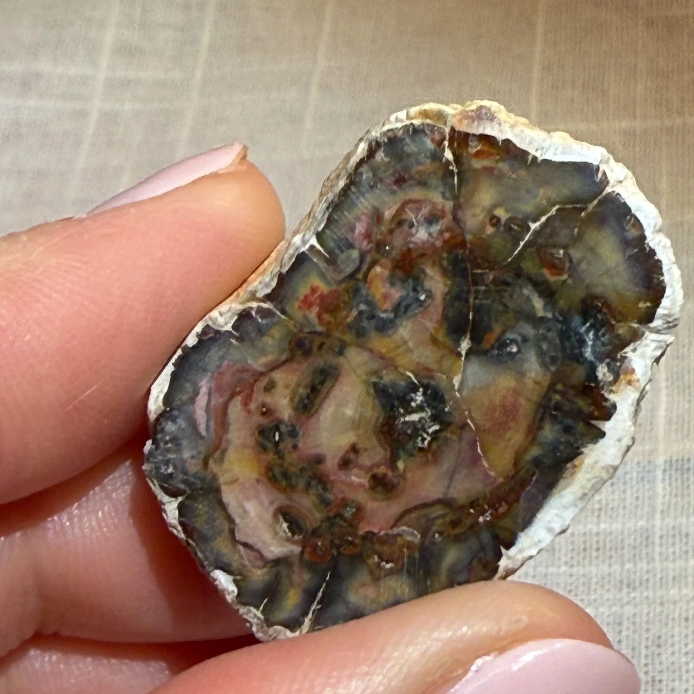 Petrified Wood Magnet