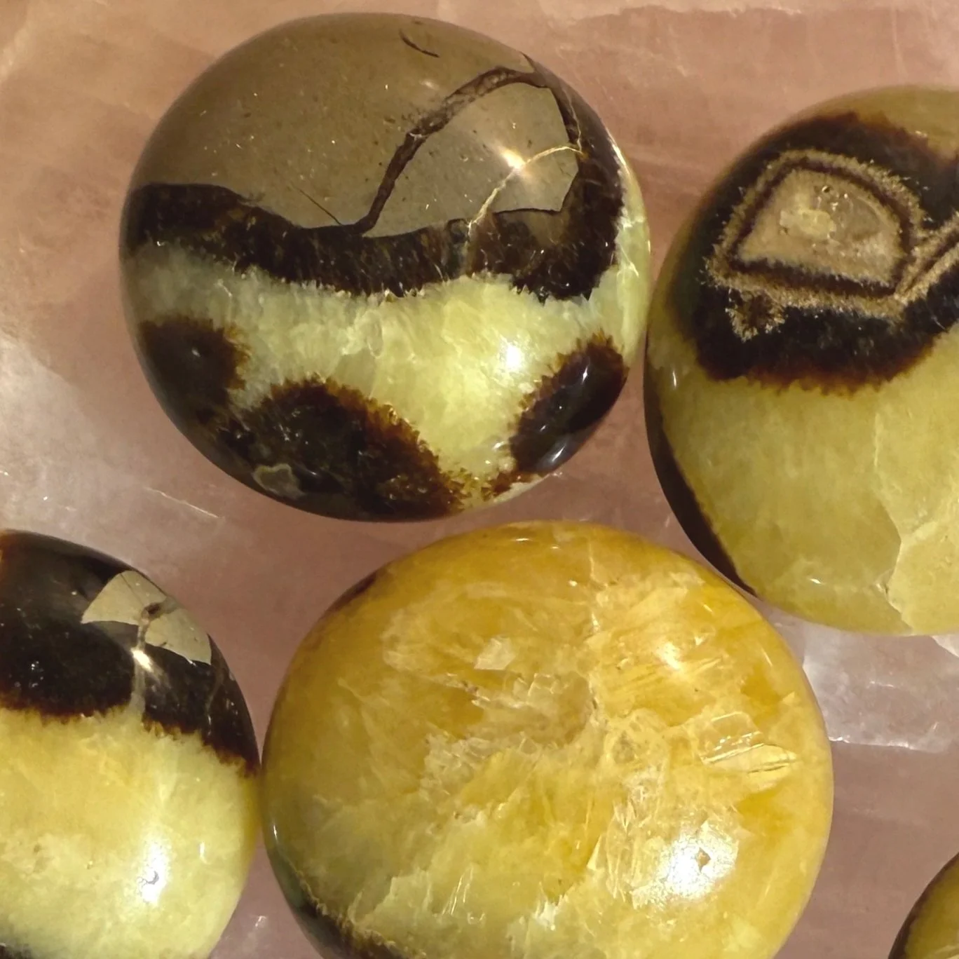 Septarian Palmstones
