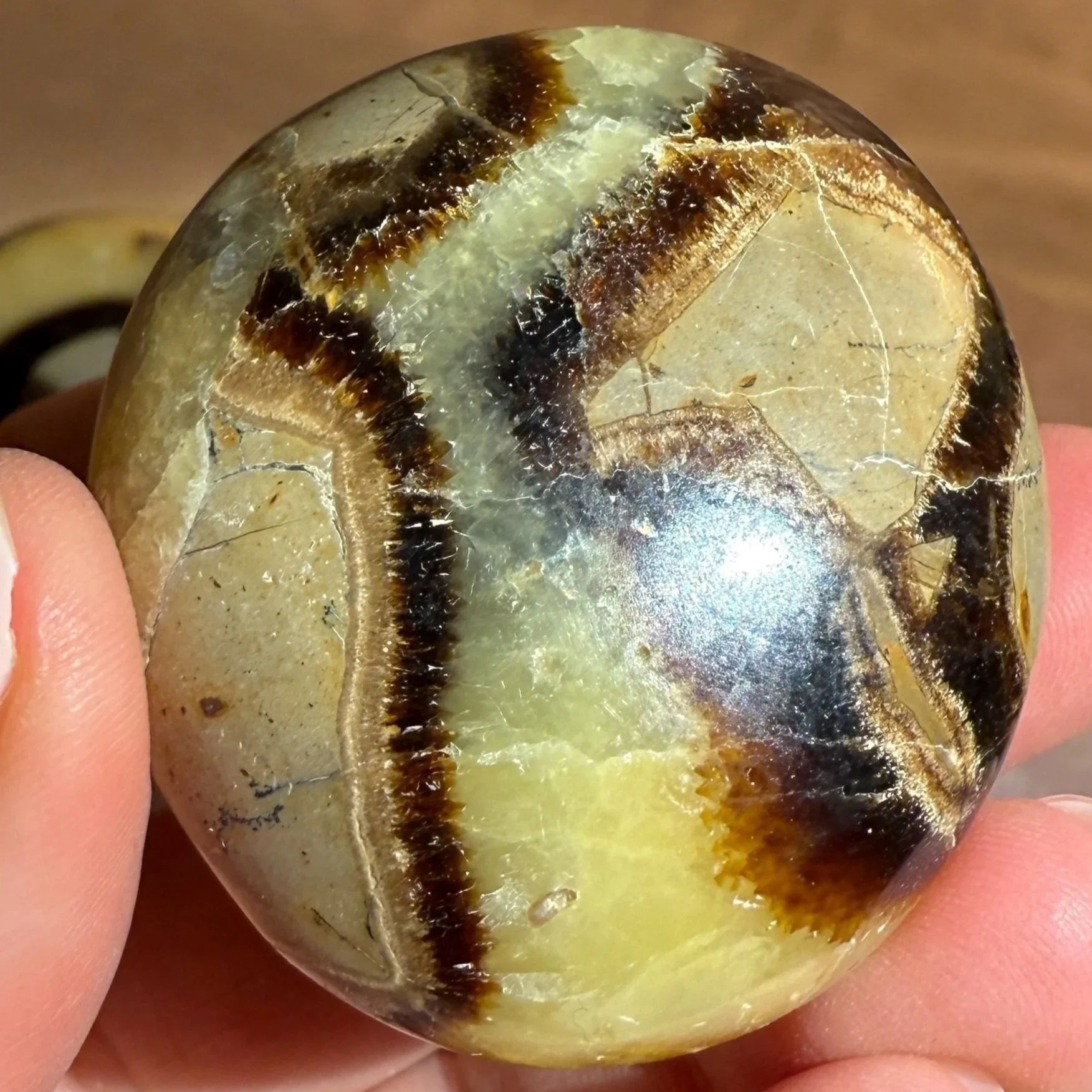 Septarian Palmstones