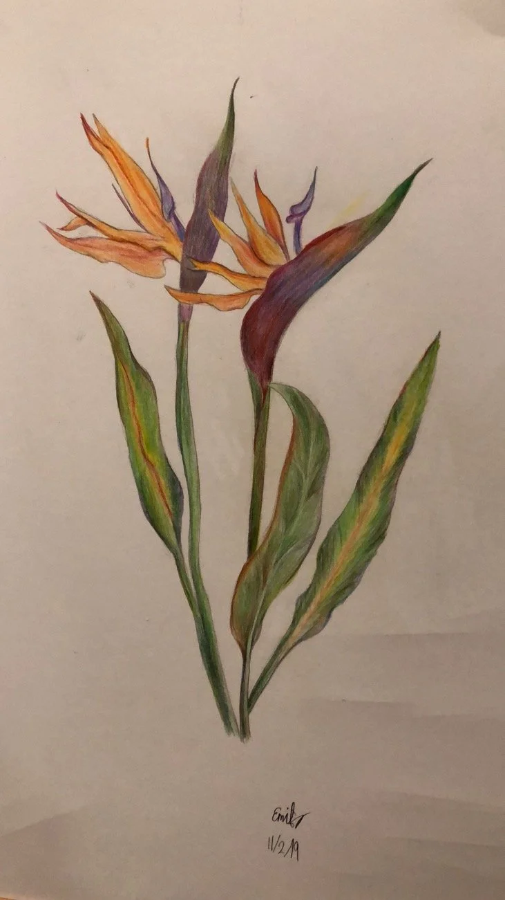Flowers ( color pencils)