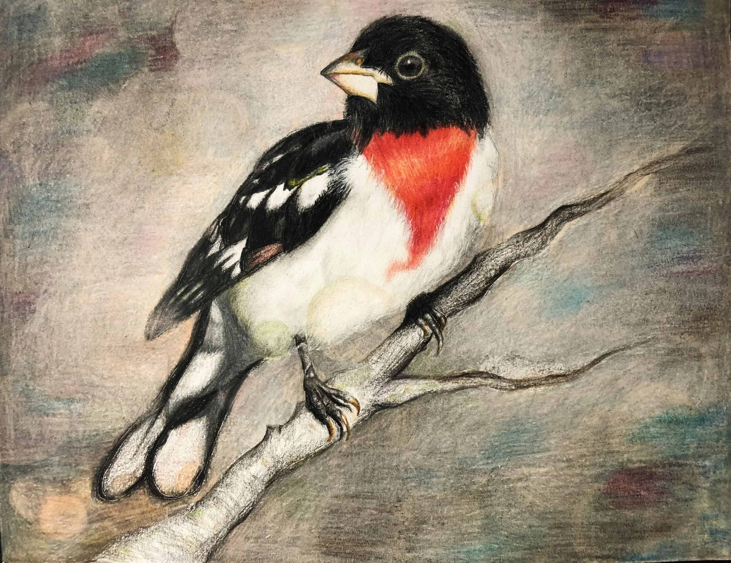Rose-Breasted Grosbeak (color pencils) - High Merit in Celebrating Art Competition 2023