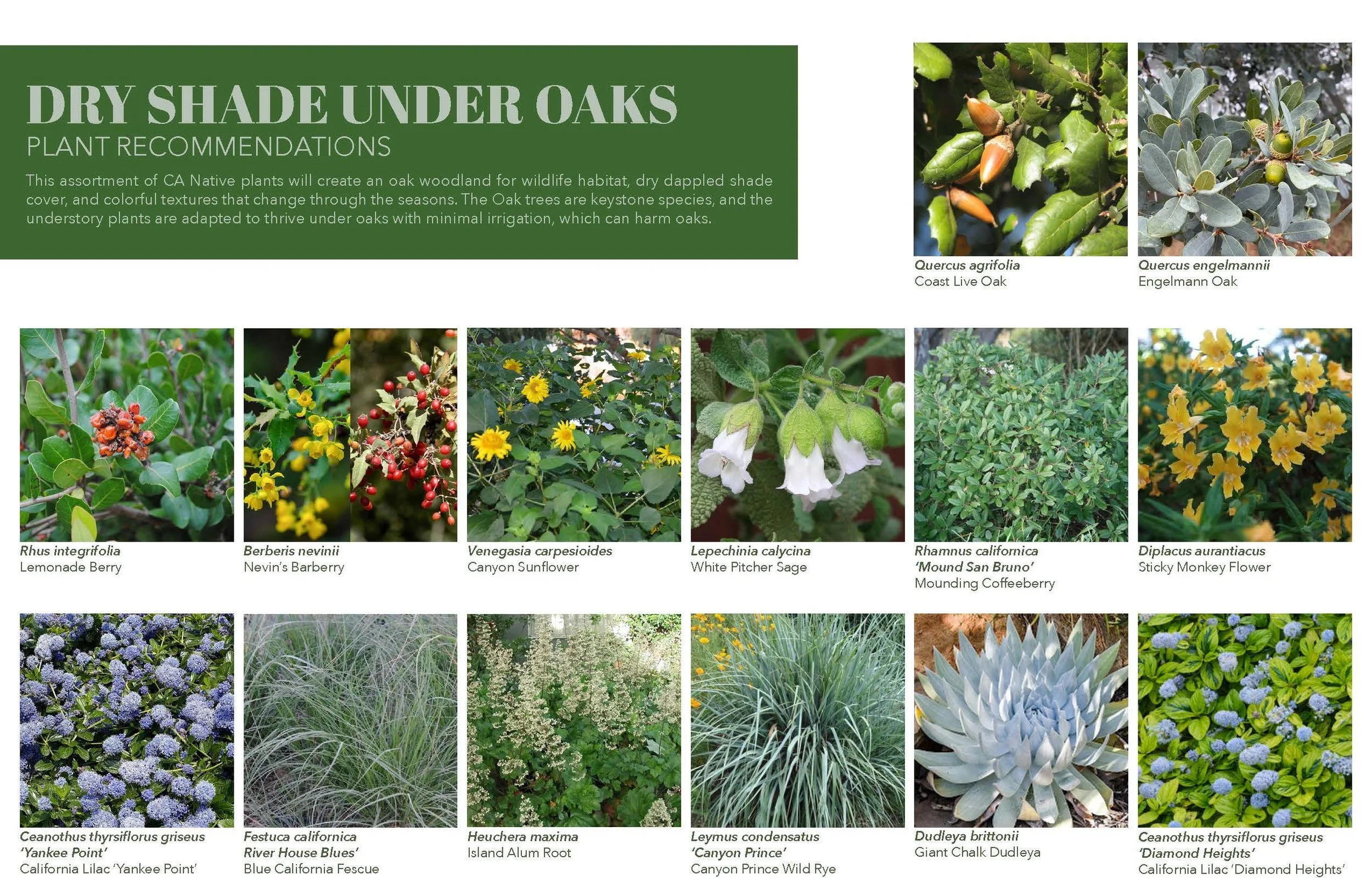 Plant Palette - CA Natives - Marans_Part8.jpg
