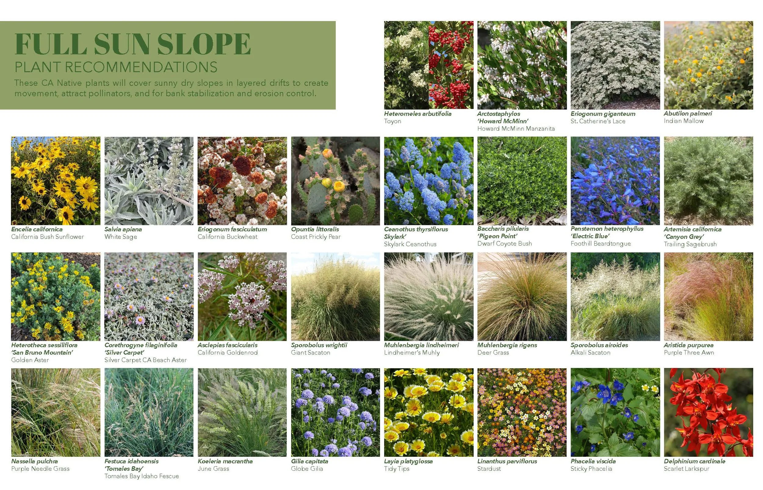 Plant Palette - CA Natives - Marans_Part4.jpg