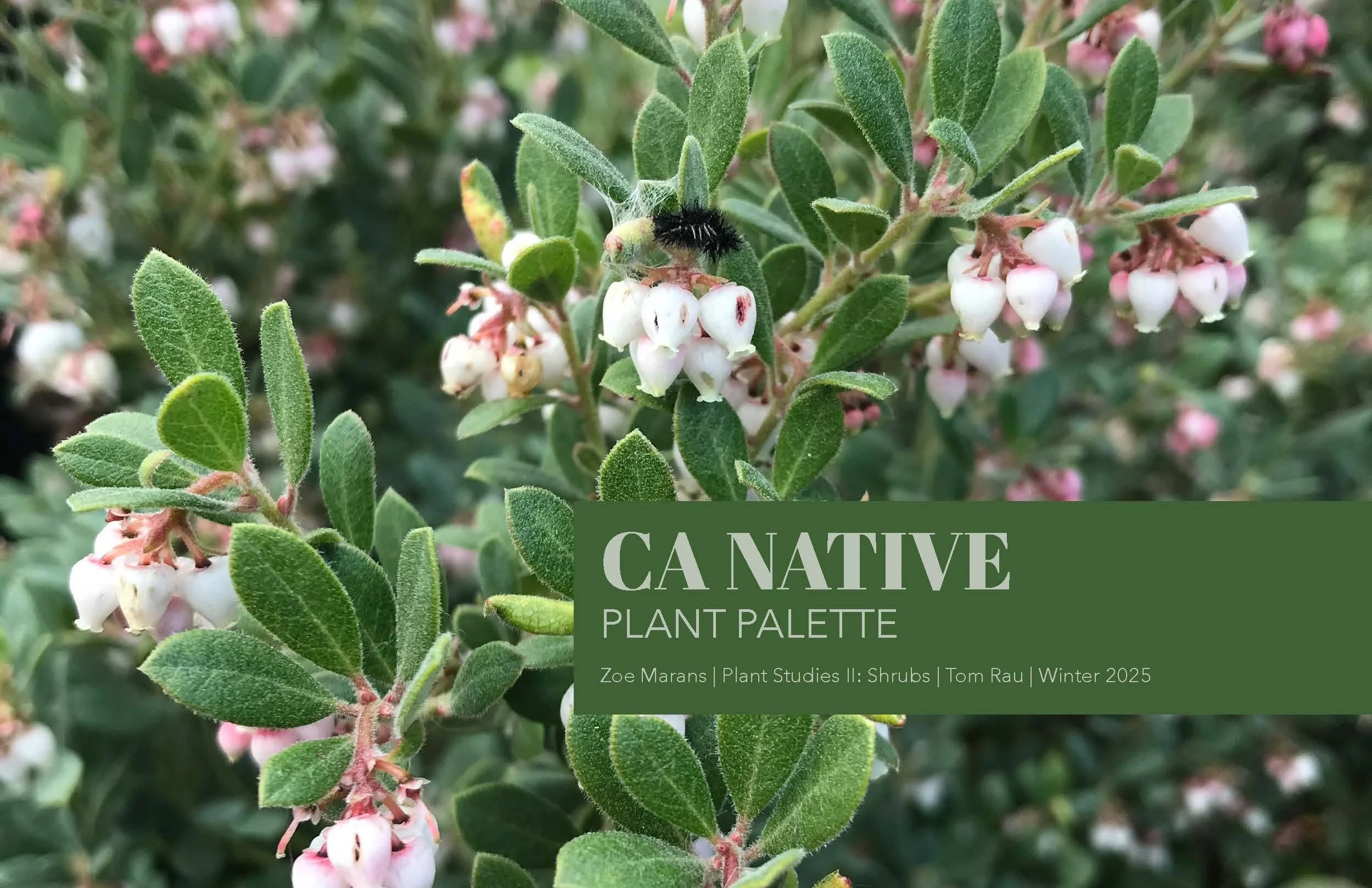 Plant Palette - CA Natives - Marans_Part1.jpg