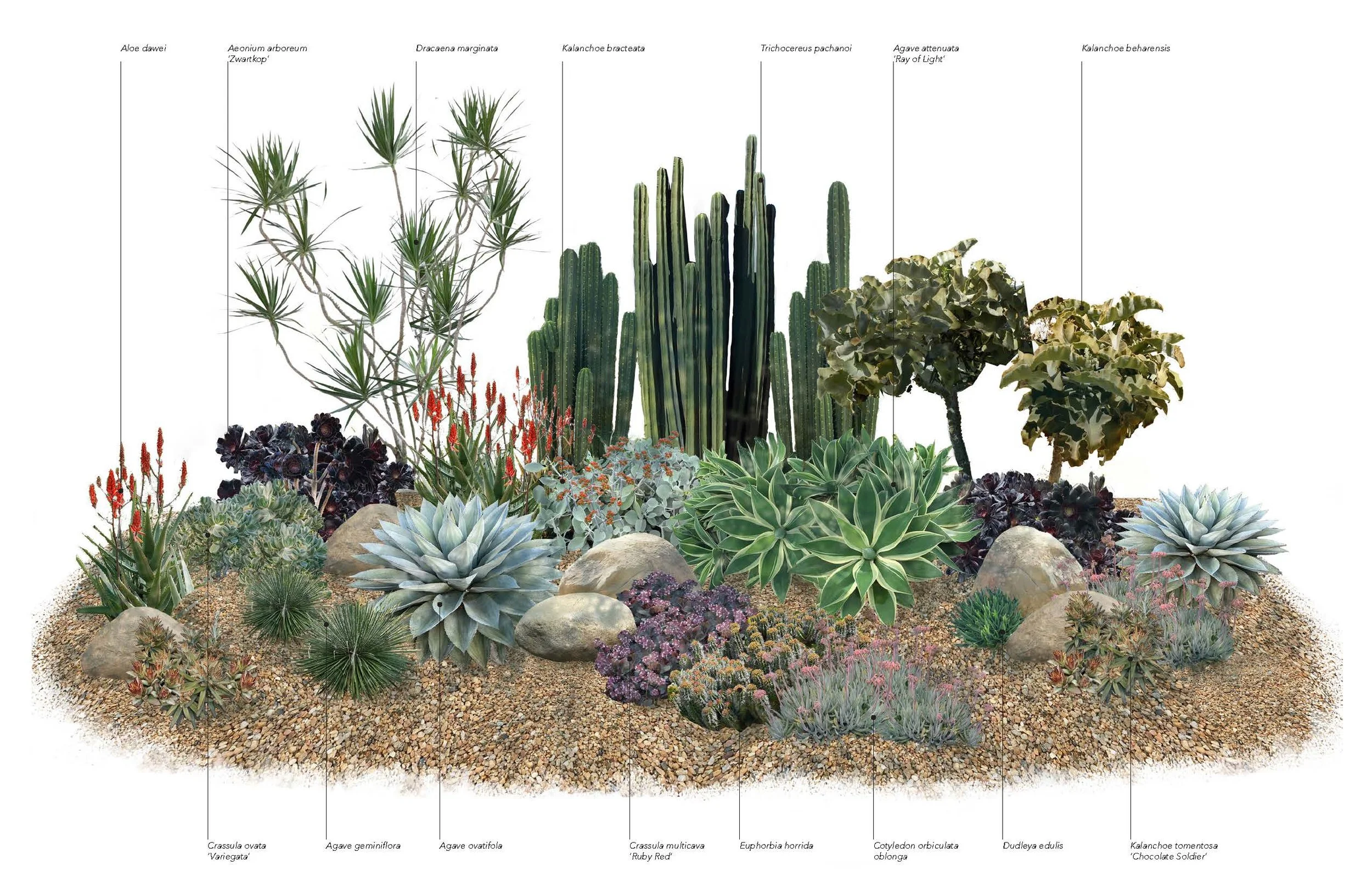 Plant Palette - Succulents - Marans_Part8.jpg