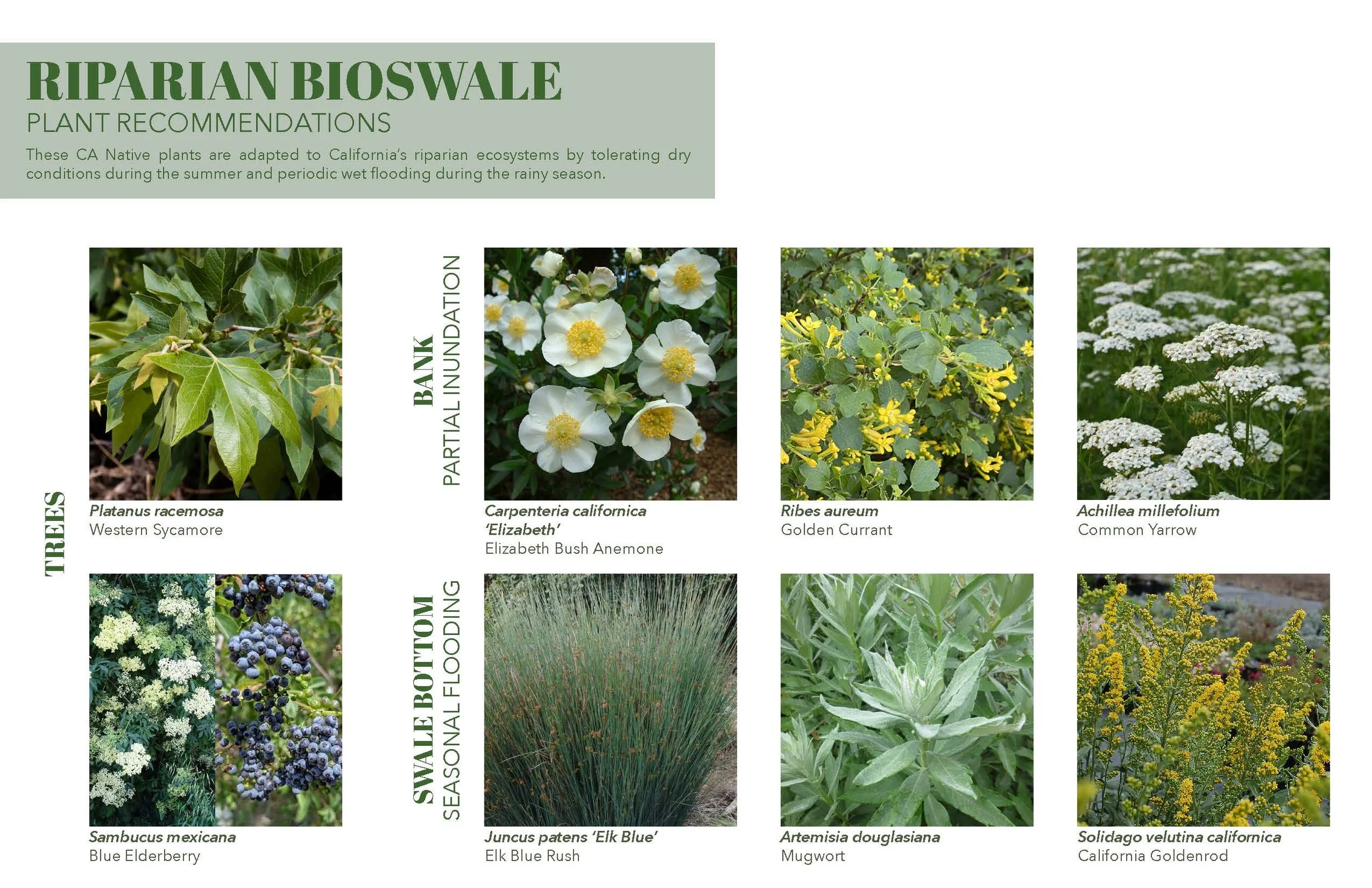 Plant Palette - CA Natives - Marans_Part11.jpg