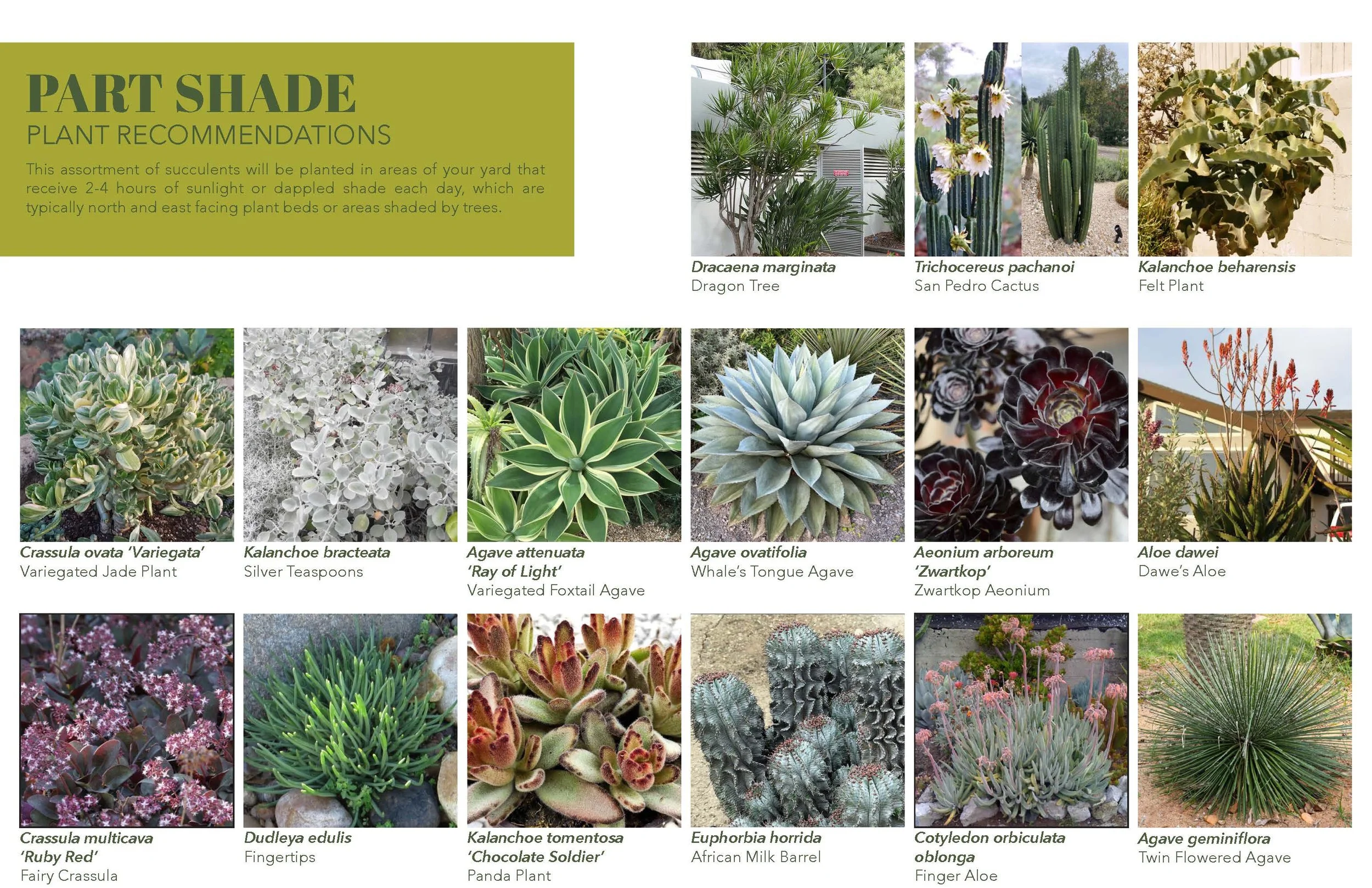 Plant Palette - Succulents - Marans_Part7.jpg