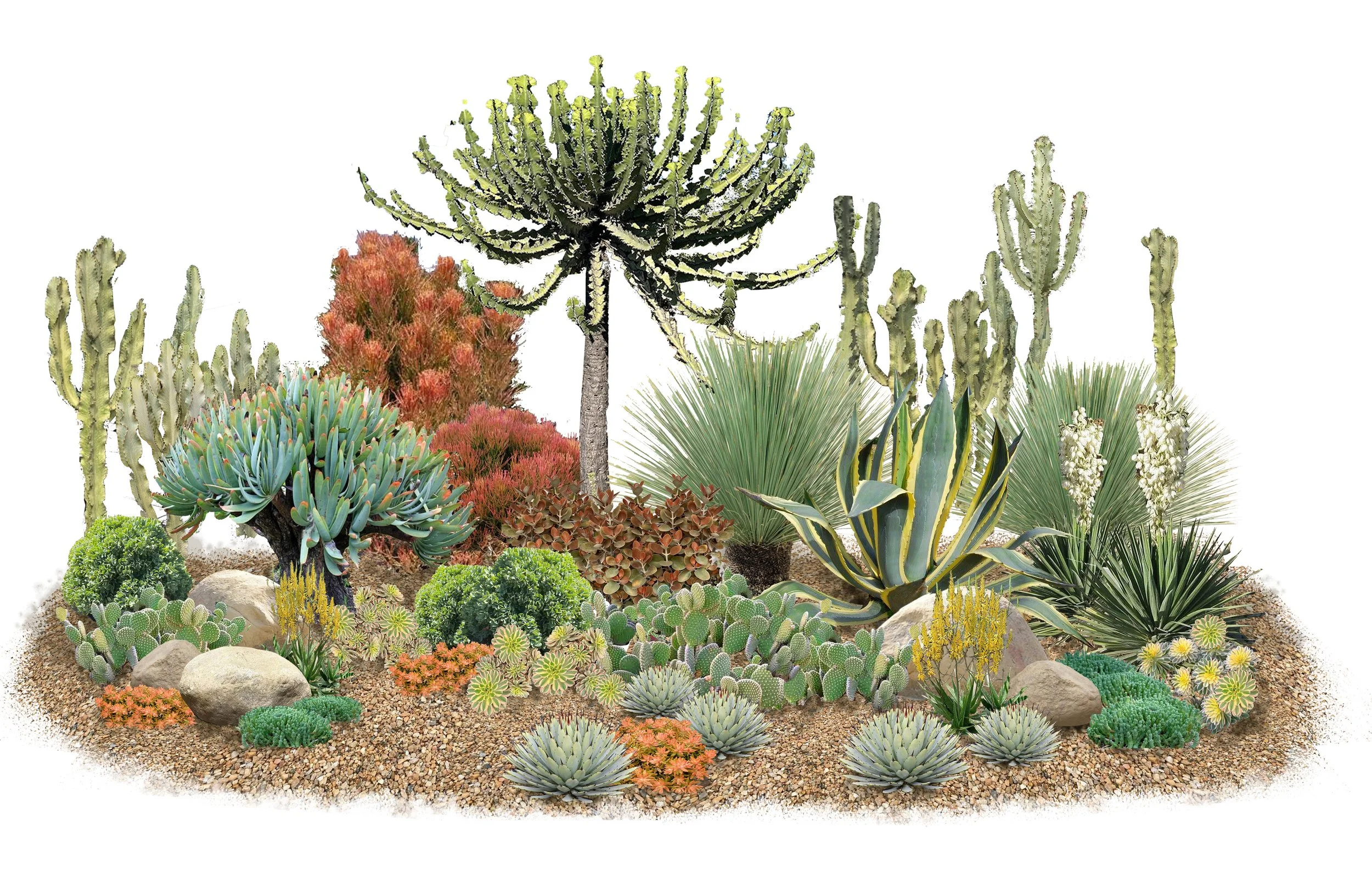 Plant Studies: Succulents