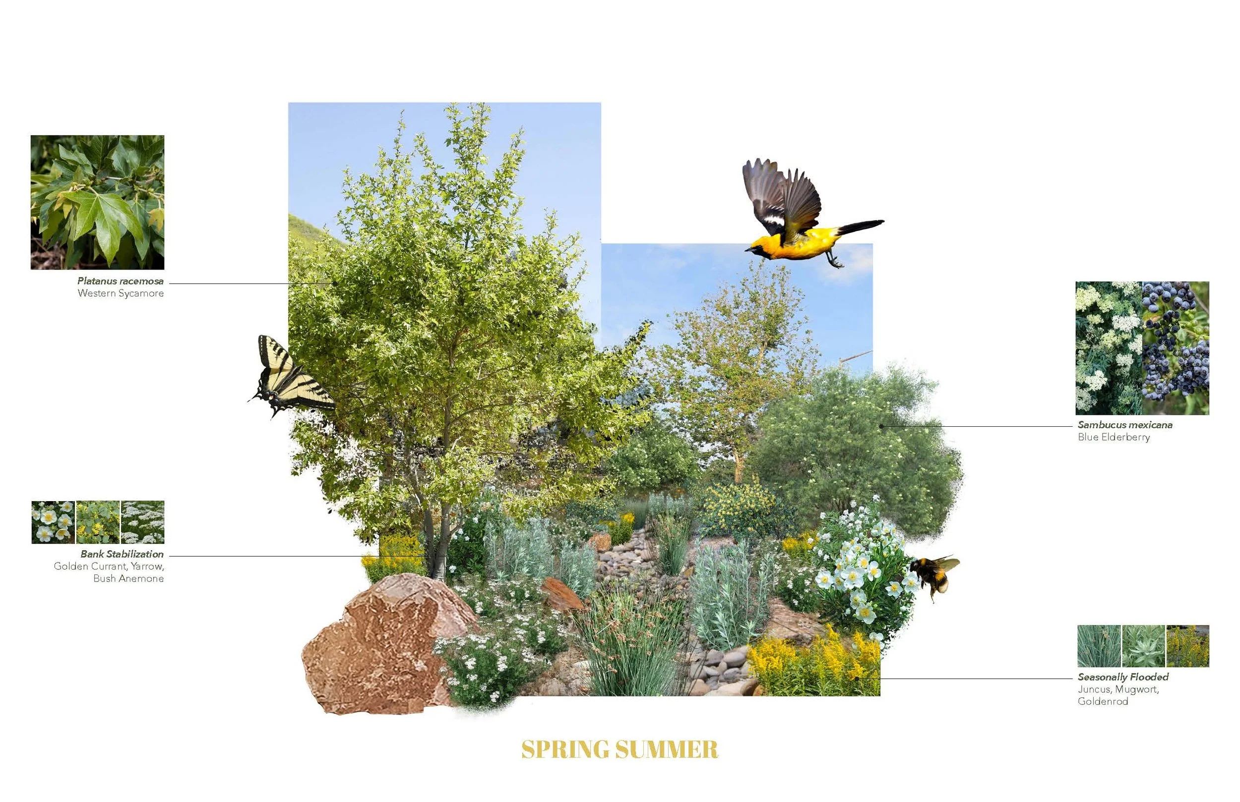 Plant Palette - CA Natives - Marans_Part12.jpg