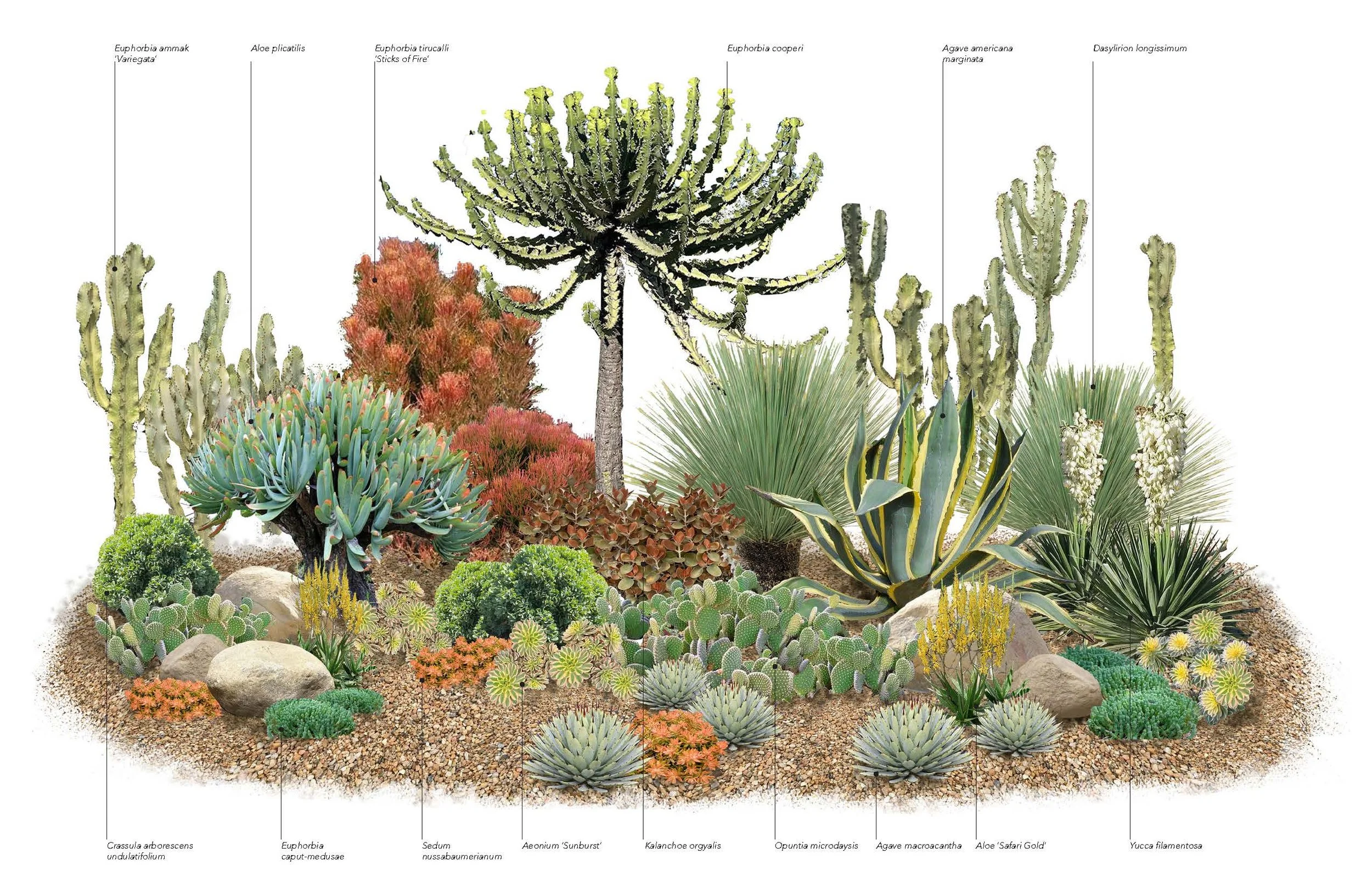 Plant Palette - Succulents - Marans_Part5.jpg
