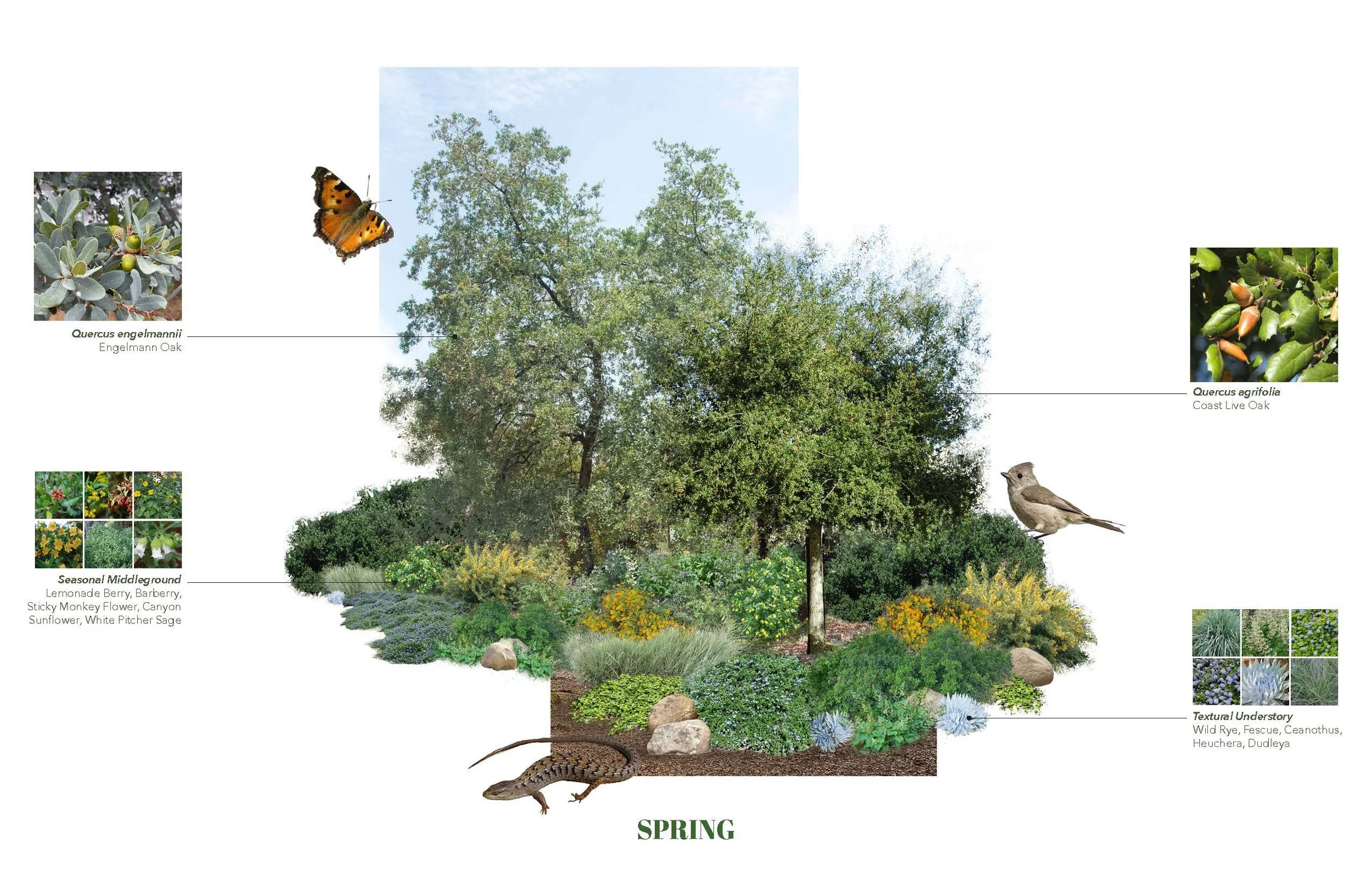 Plant Palette - CA Natives - Marans_Part9.jpg