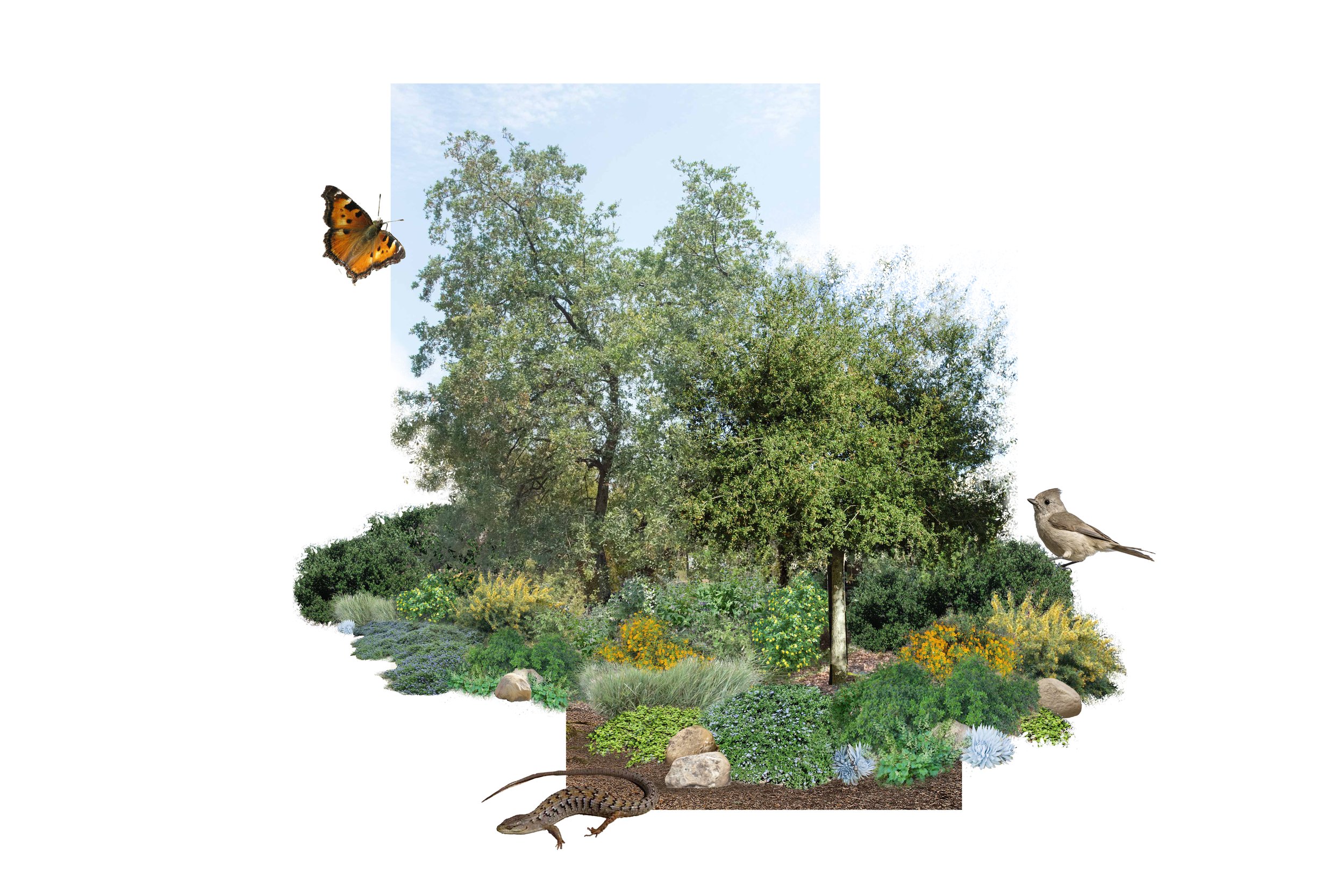 Plant Studies: CA Natives