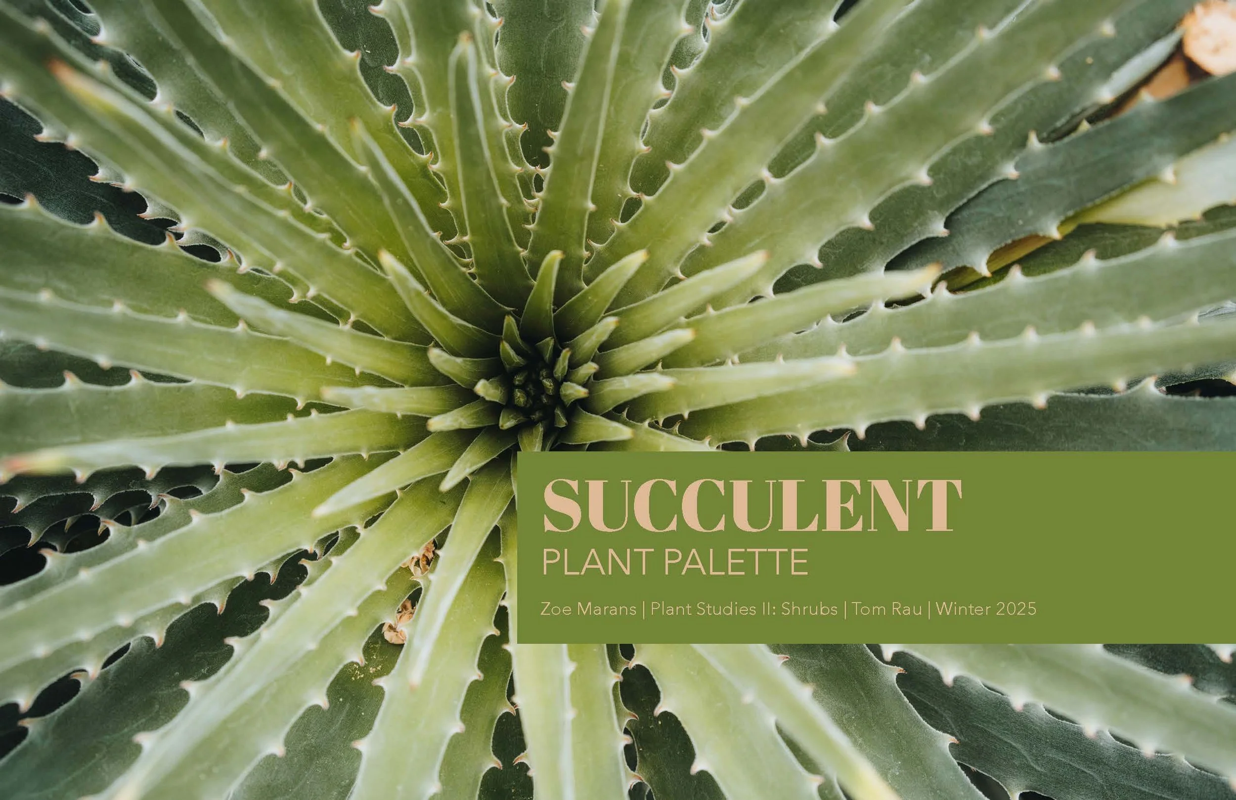 Plant Palette - Succulents - Marans_Part1.jpg