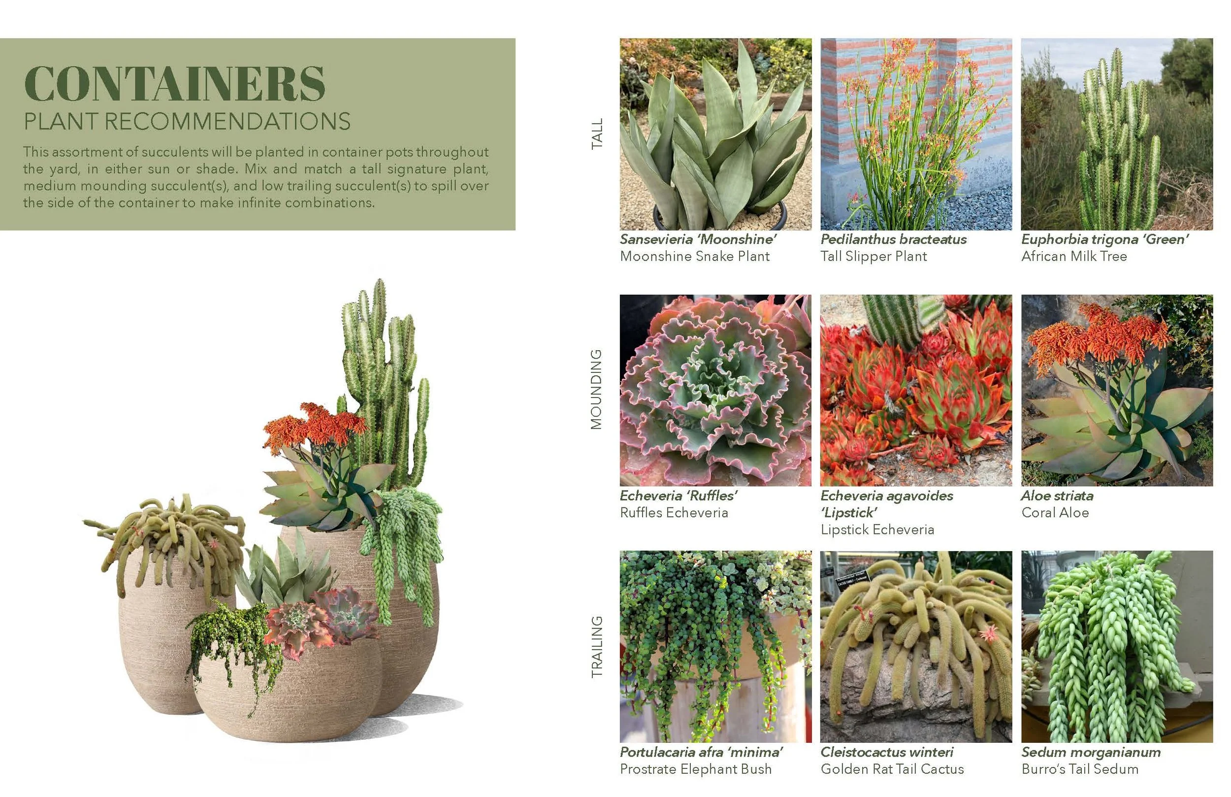 Plant Palette - Succulents - Marans_Part10.jpg