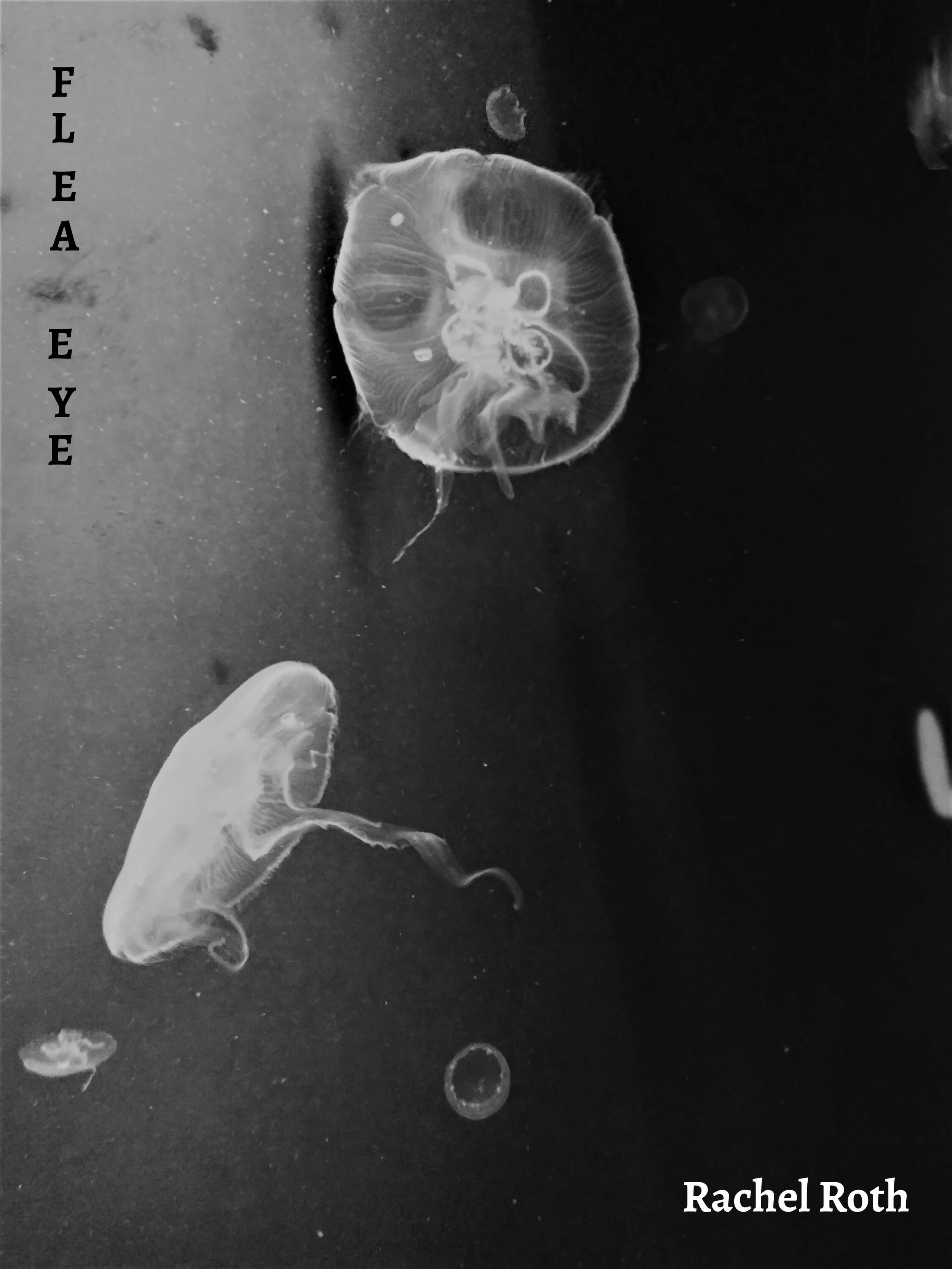 Flea Eye.jpg