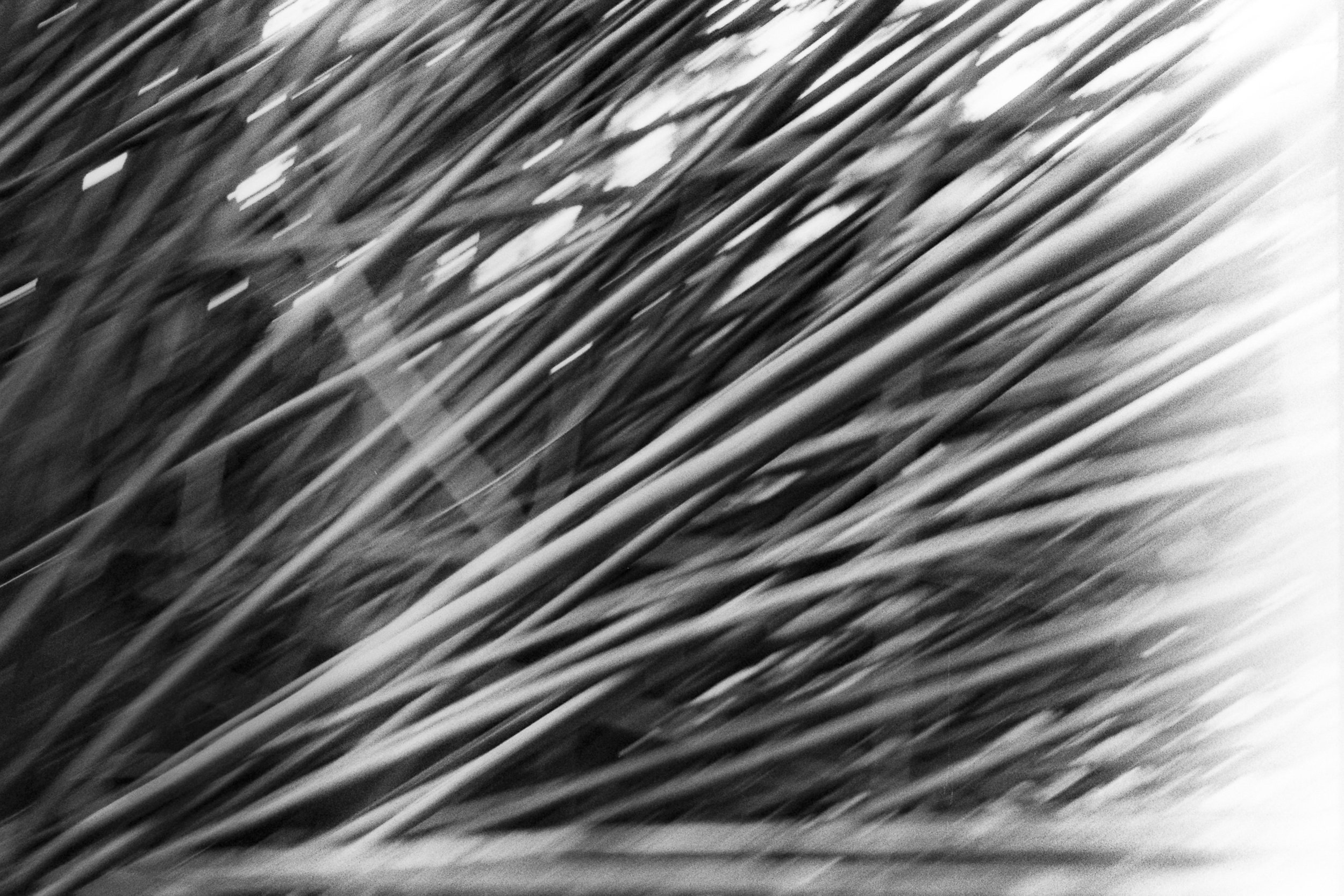 bamboo.jpg