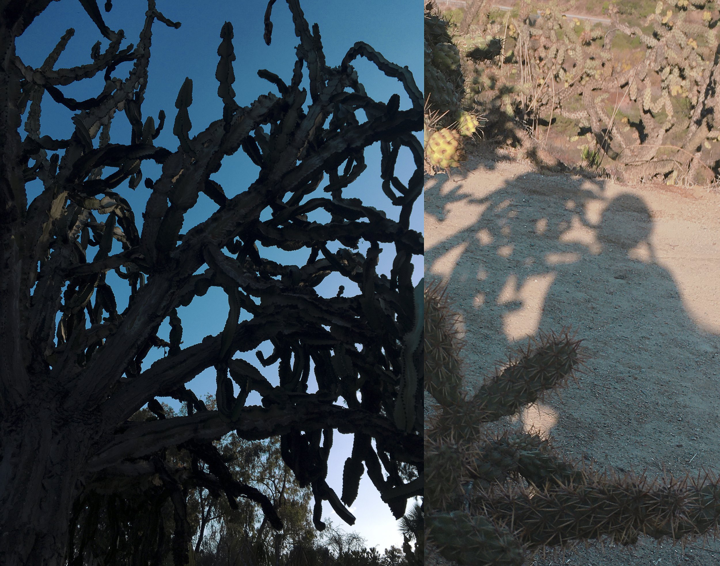 shadowmergeed.jpg