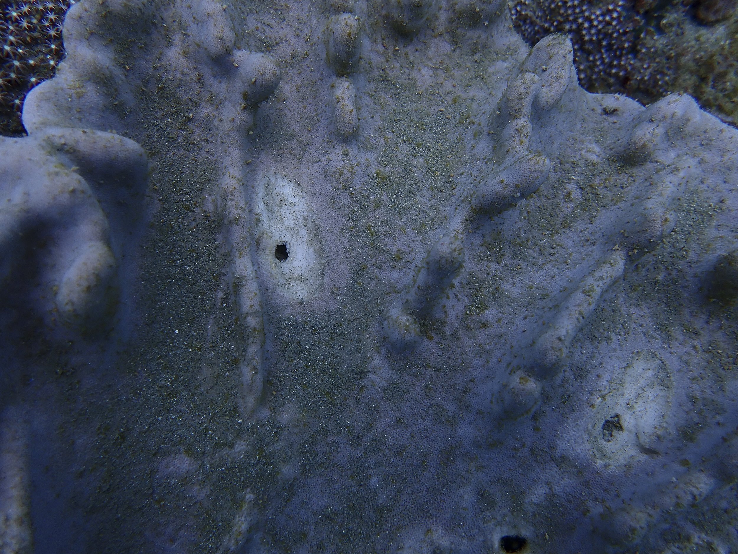 pisiriancorals.jpg
