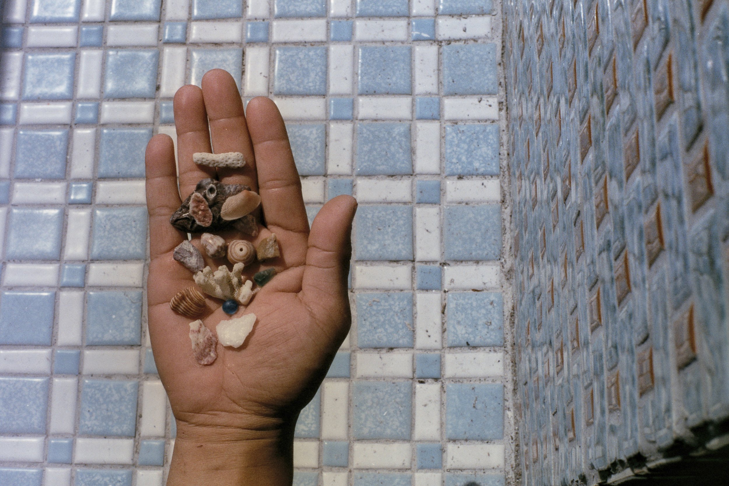 seashells.jpg