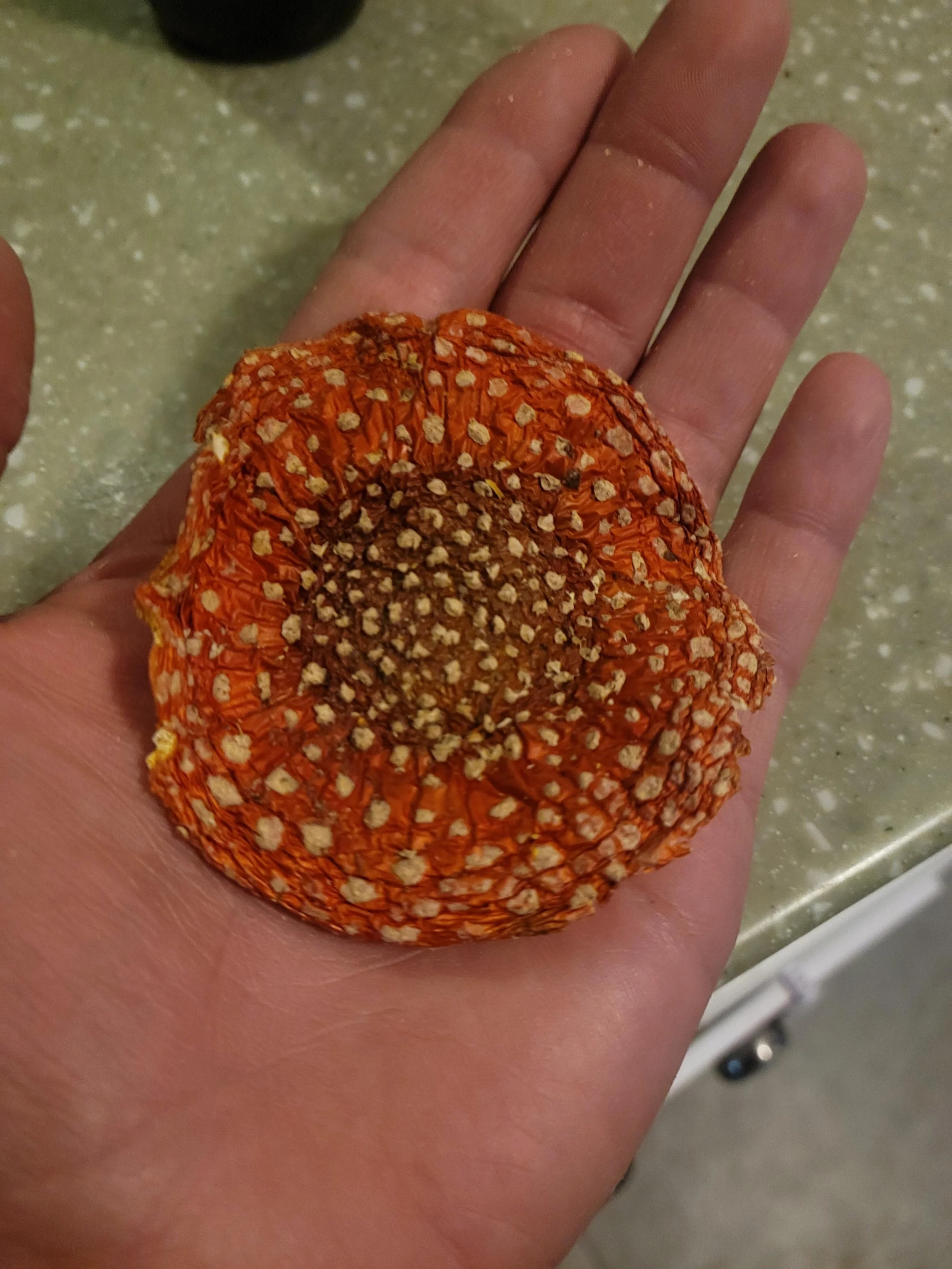 Amanita muscaria Tincture