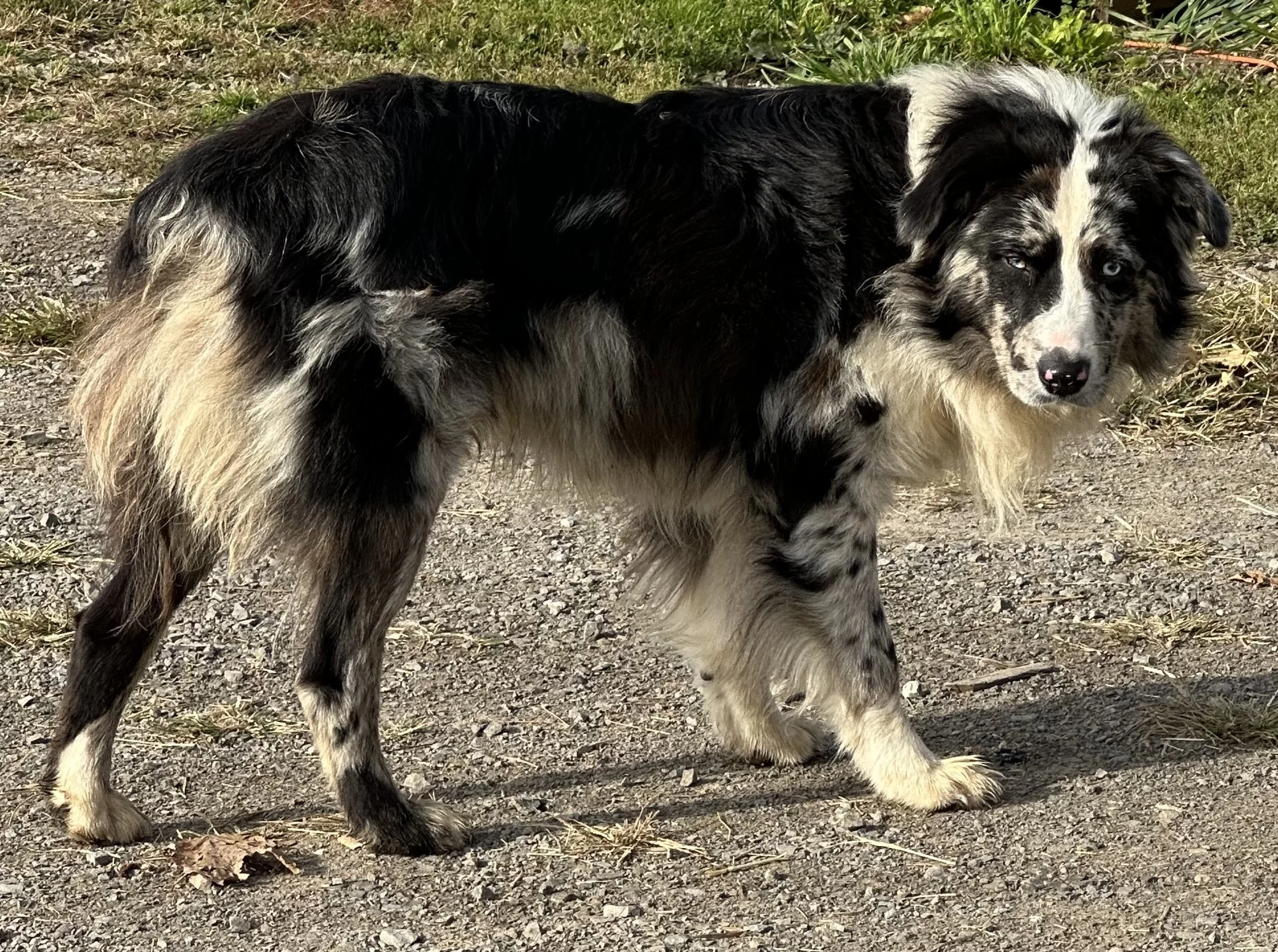 Arlo
