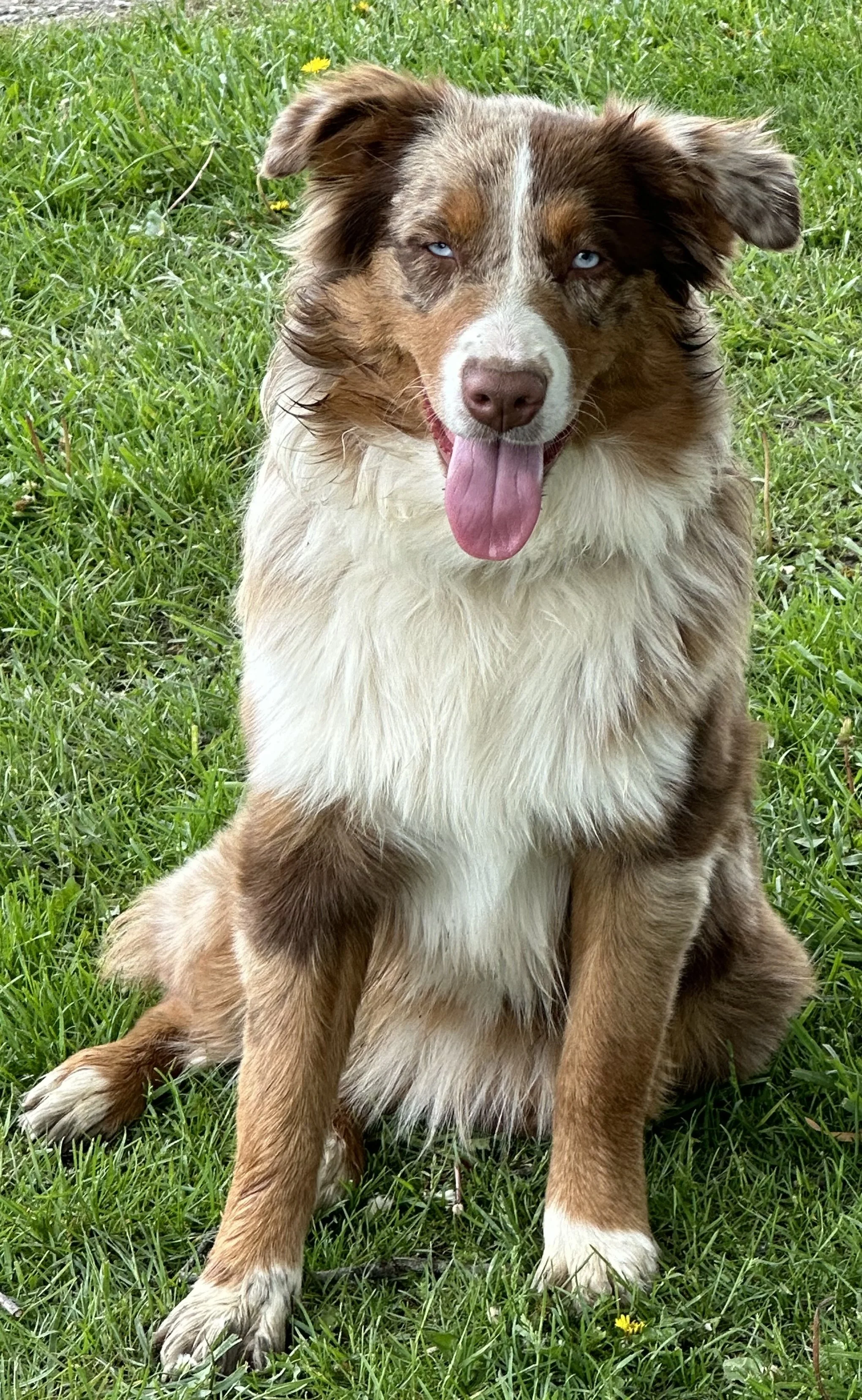 Daisy