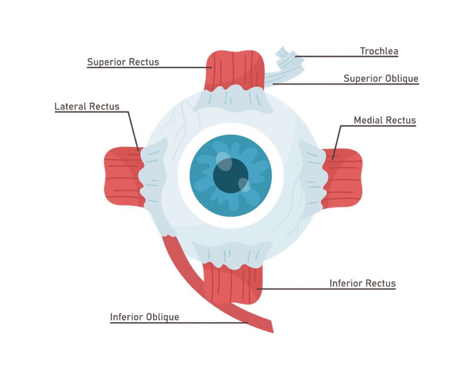 diagram of the eye muscles