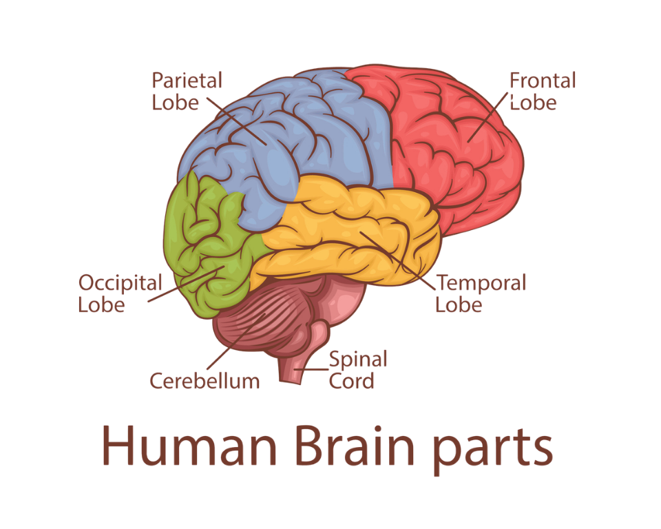 color-coded diagram of the six sections of the human brain