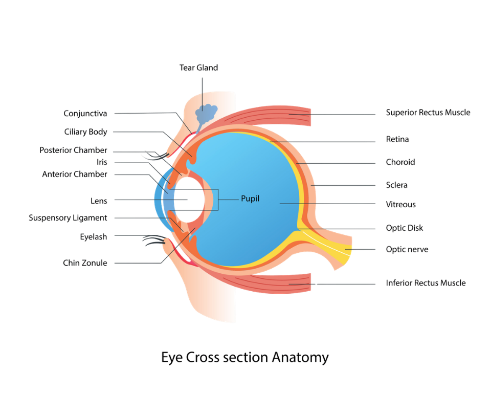 diagram of the cross section anatomy of the eye