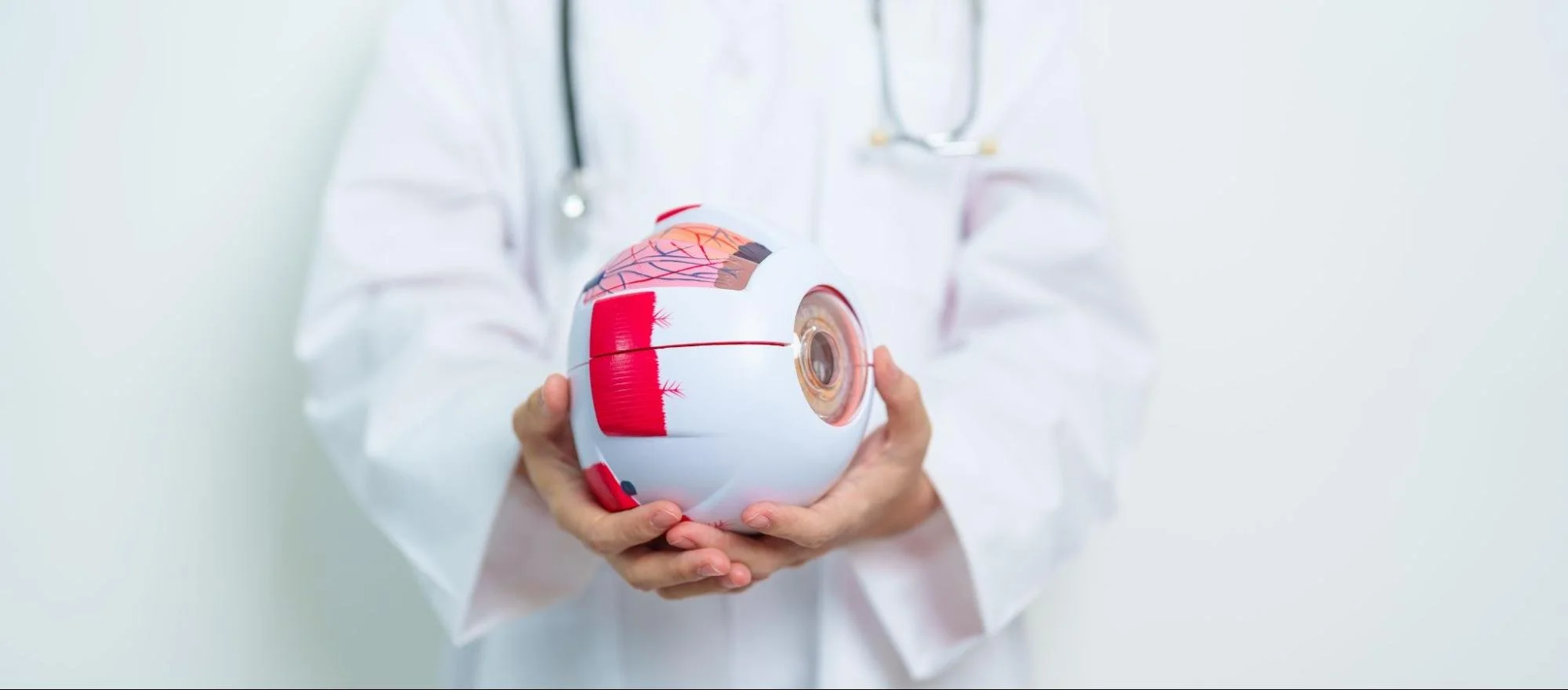 doctor in white coat holding a 3D model of the eye