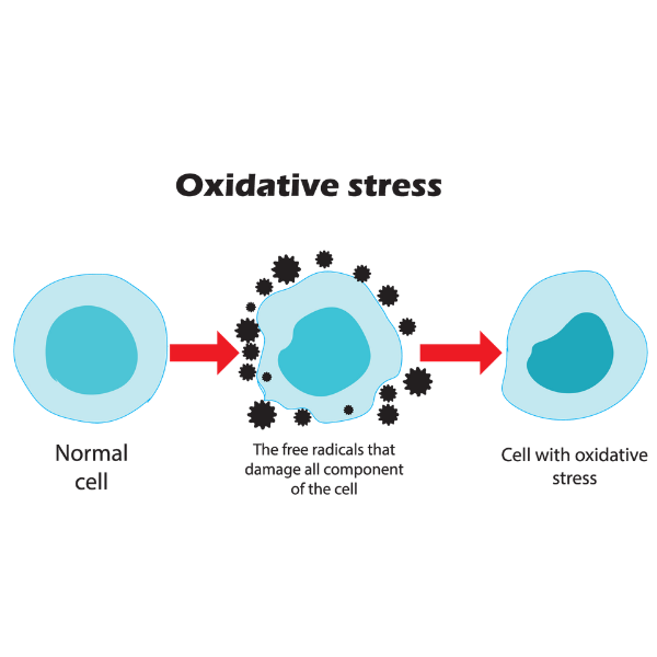 diagram of oxidative stress