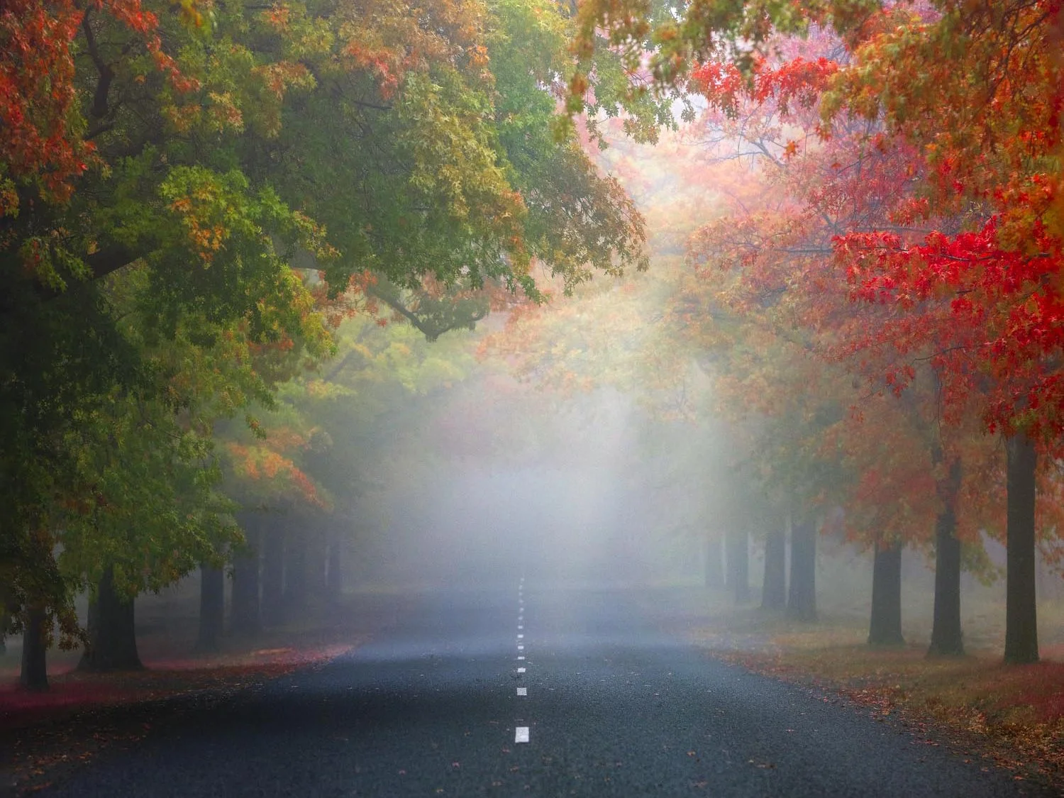 Higher, cooler sites tend to colour first, so an avenue in the hills can peak earlier than sheltered gardens lower down.