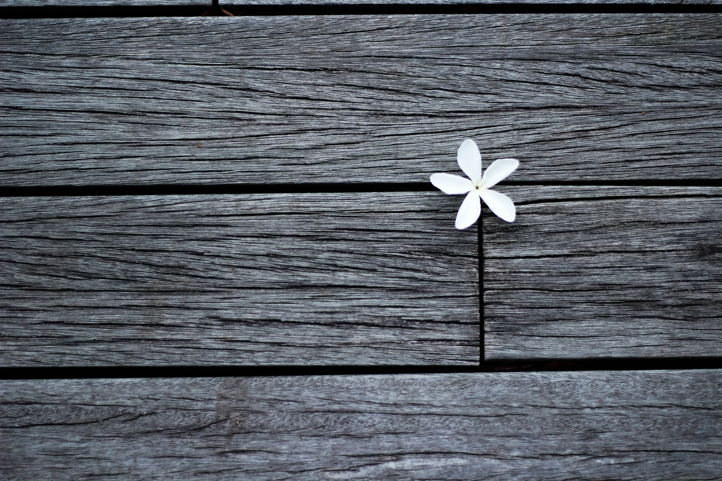 A single white flower resting on weathered timber boards
