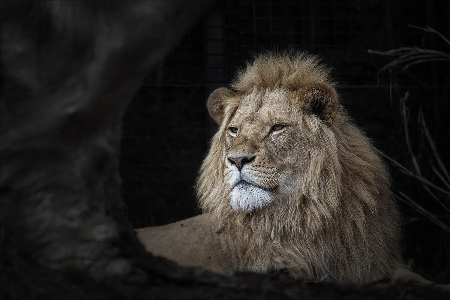 Lion portrait photographed in soft light