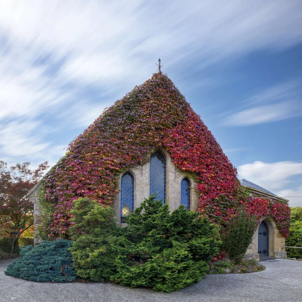 Ivy-covered stone church in autumn in the Macedon Ranges