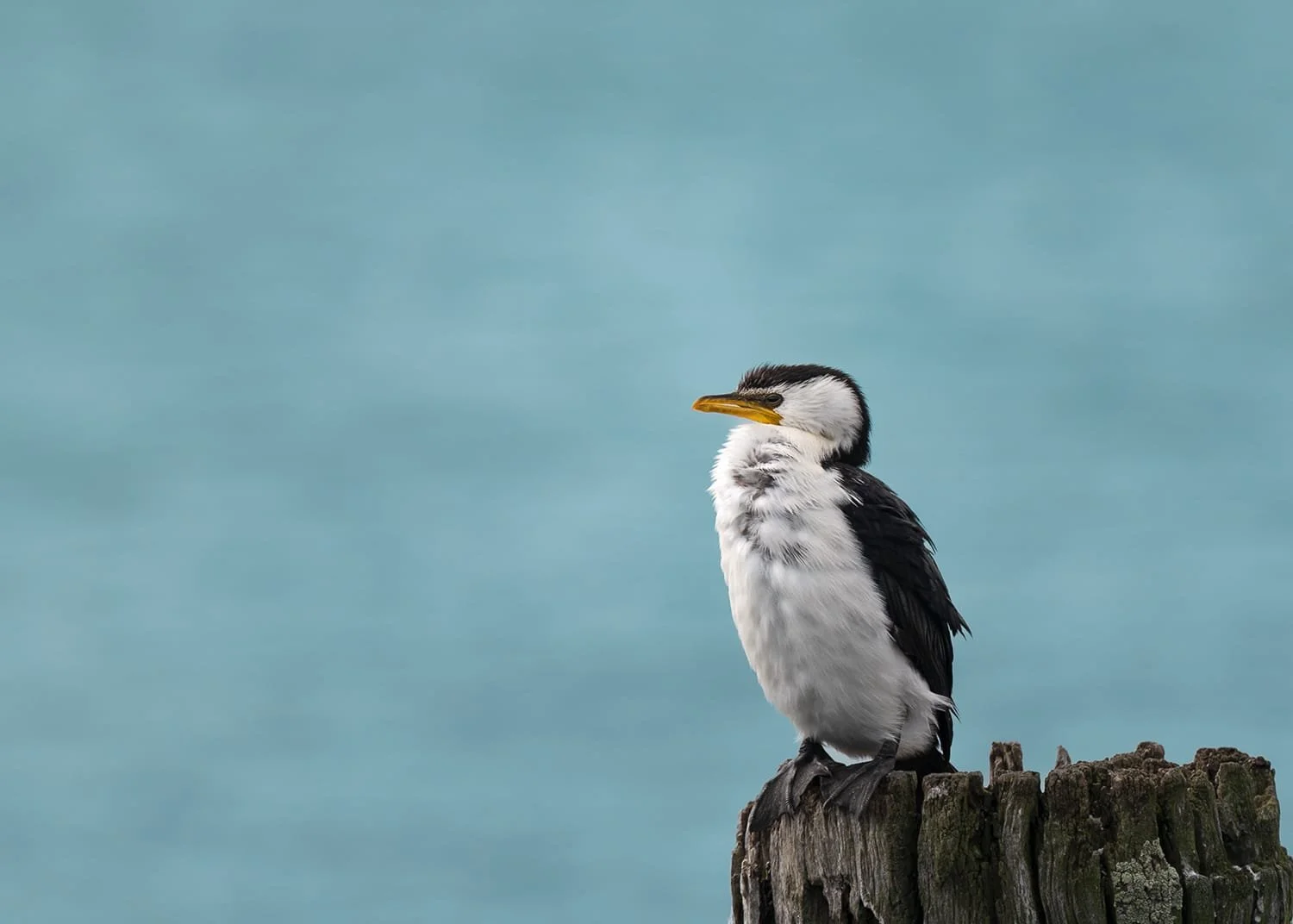 A cormorant perched on a weathered timber post, sharply detailed against blue-green water.