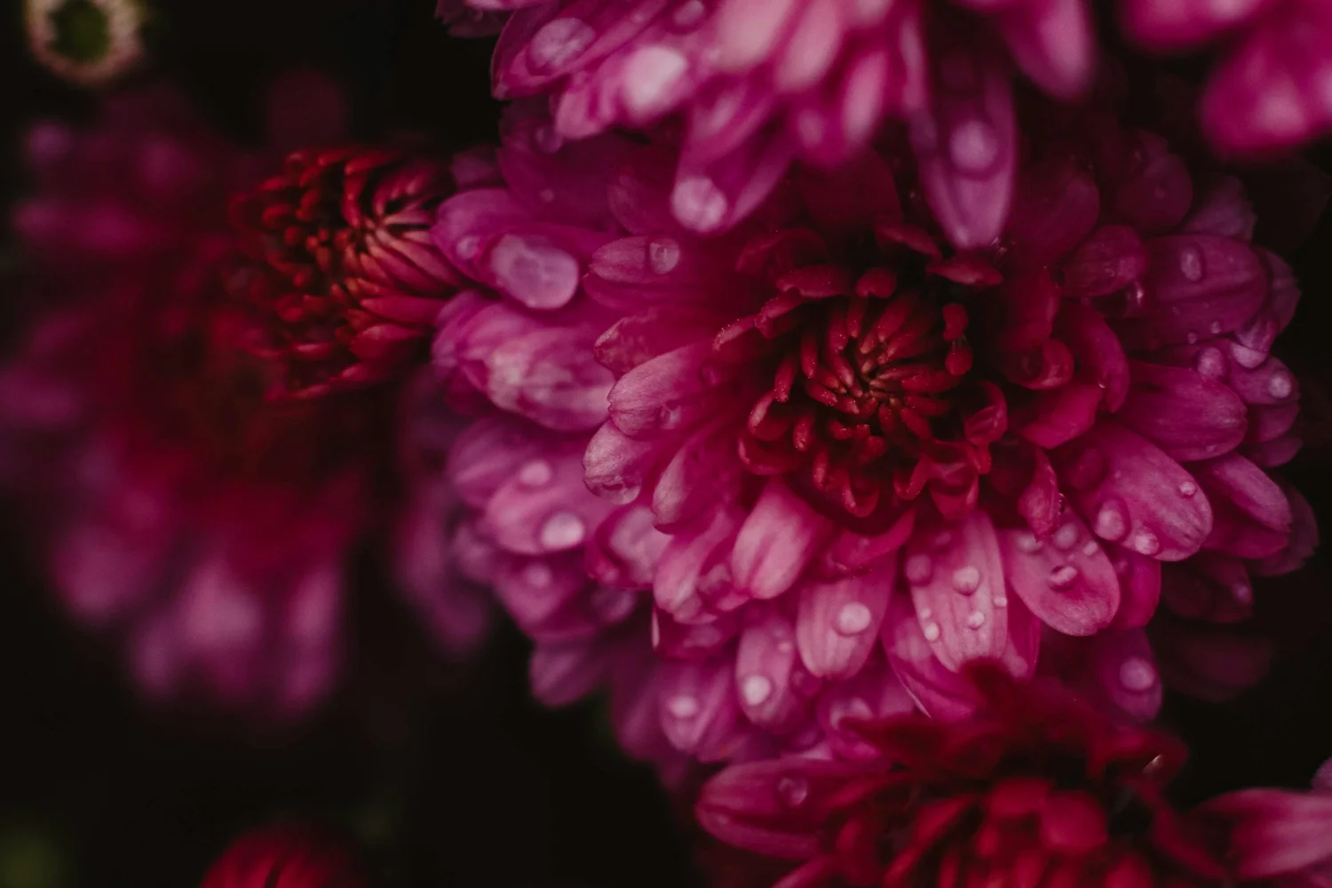 Close-up of a deep pink flower with water droplets