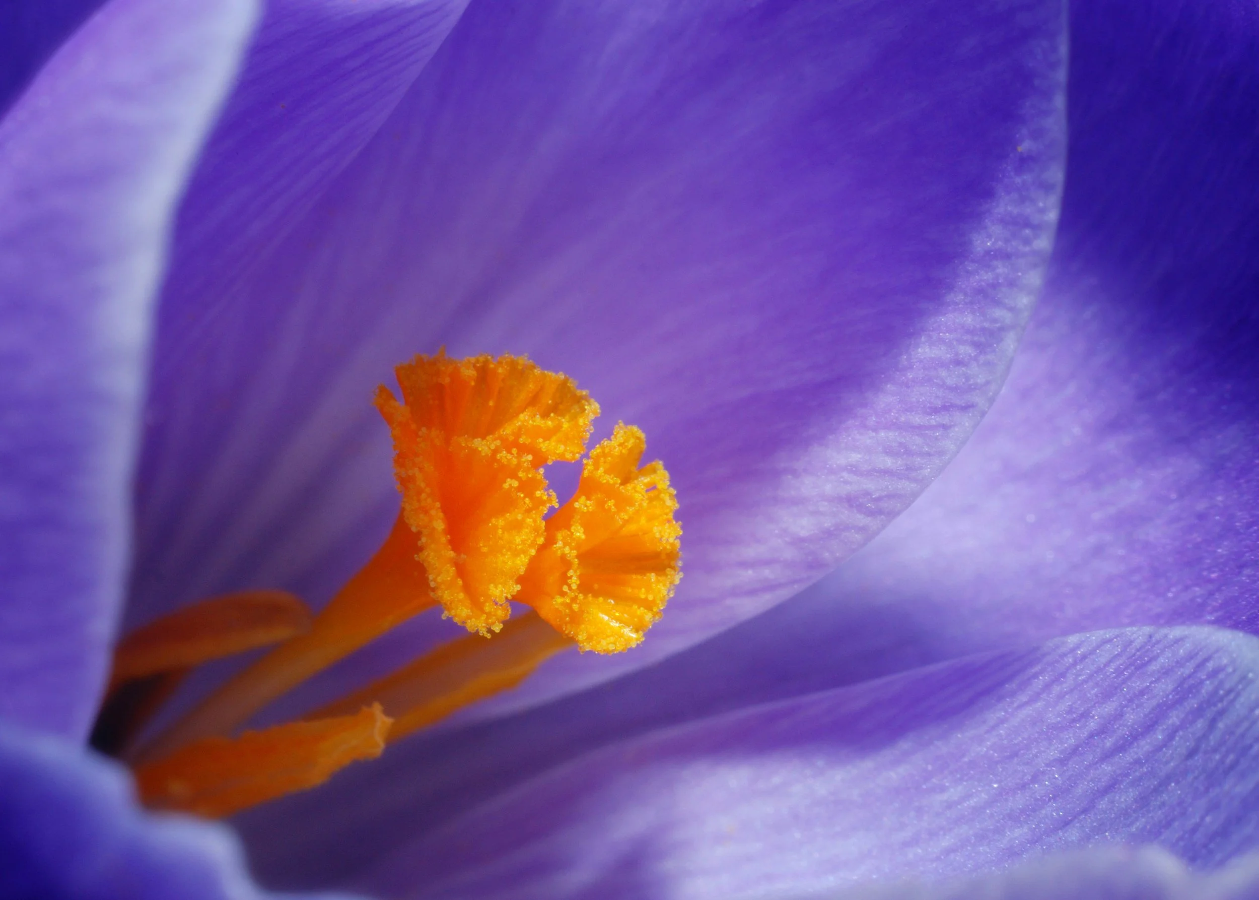 Top 5 tips to Elevate Your Macro Flower Photography
