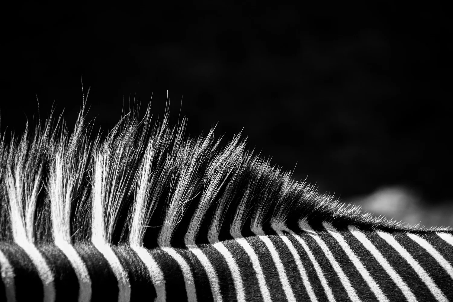 A close crop of a zebra's mane and stripes