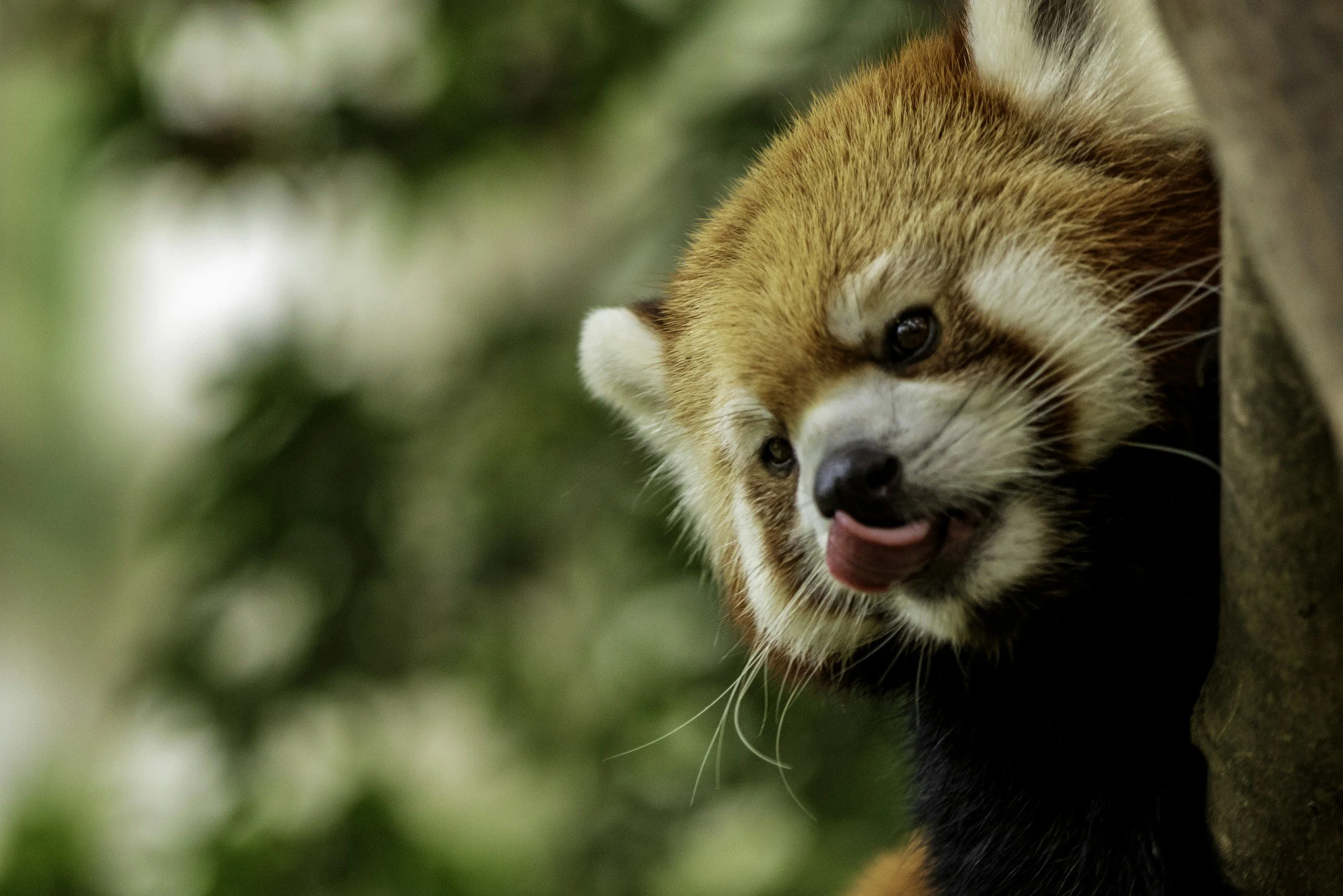 Red Panda in a zoo