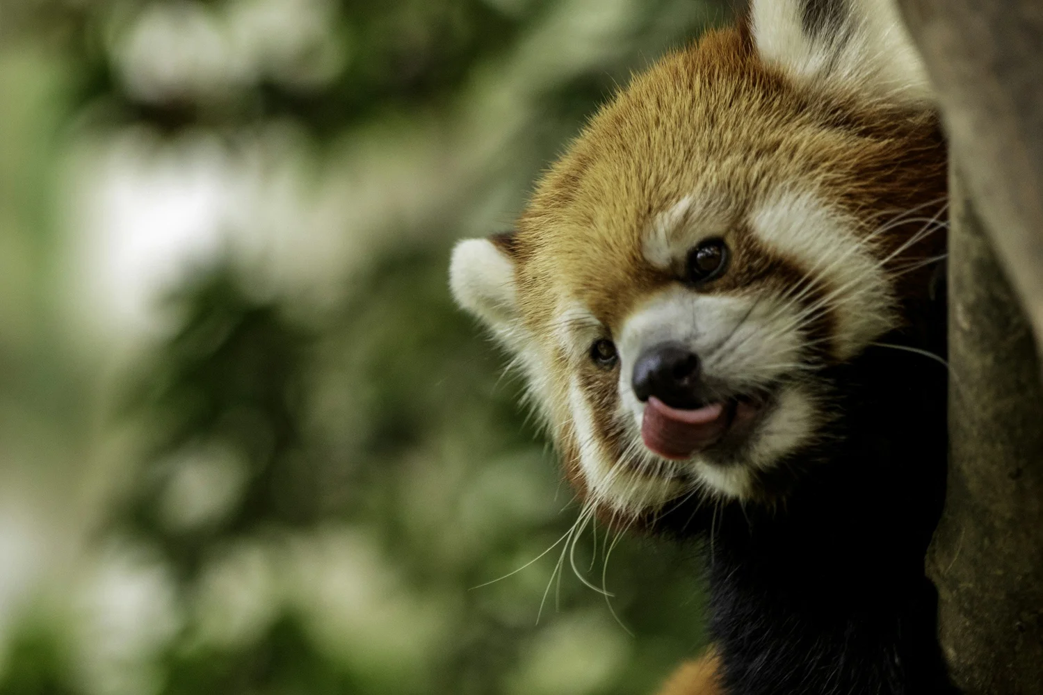 A red panda peering through leaves