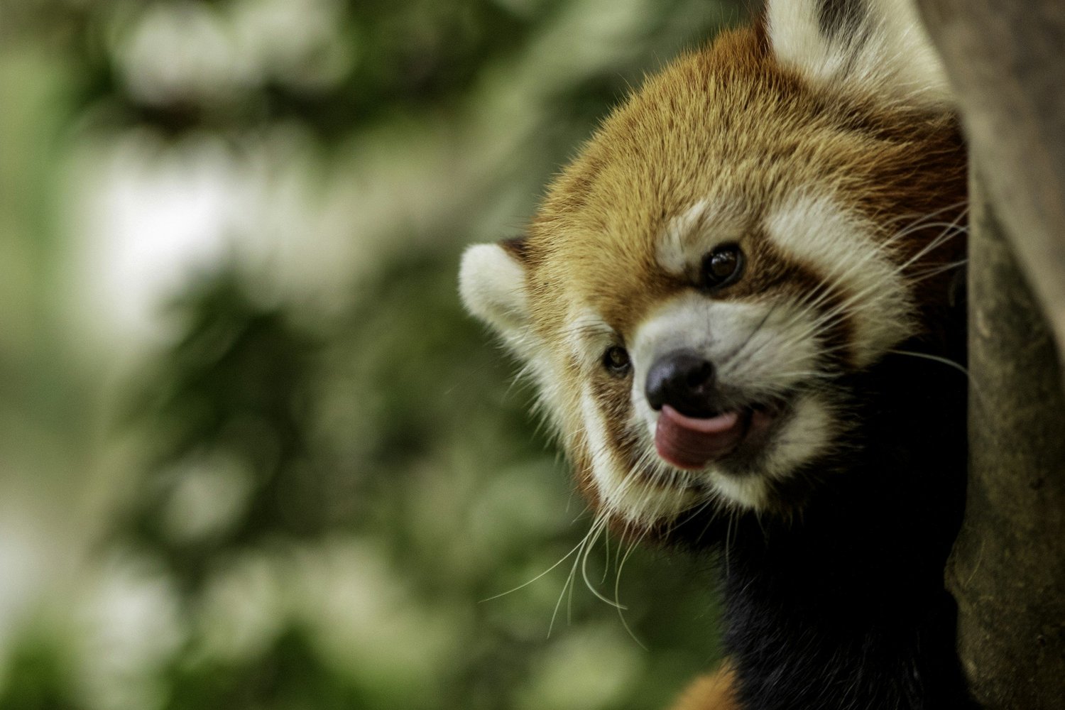A red panda peering through leaves